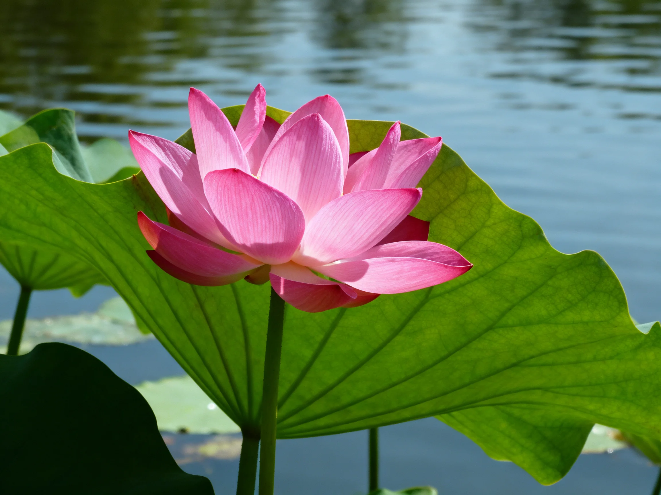 A vibrant pink lotus blooms beside large green lily pads near calm water