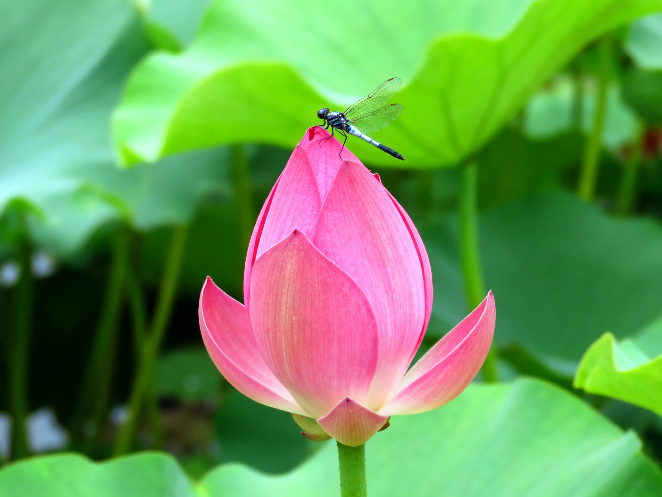 A vibrant pink lotus bud with a dragonfly perched upon it