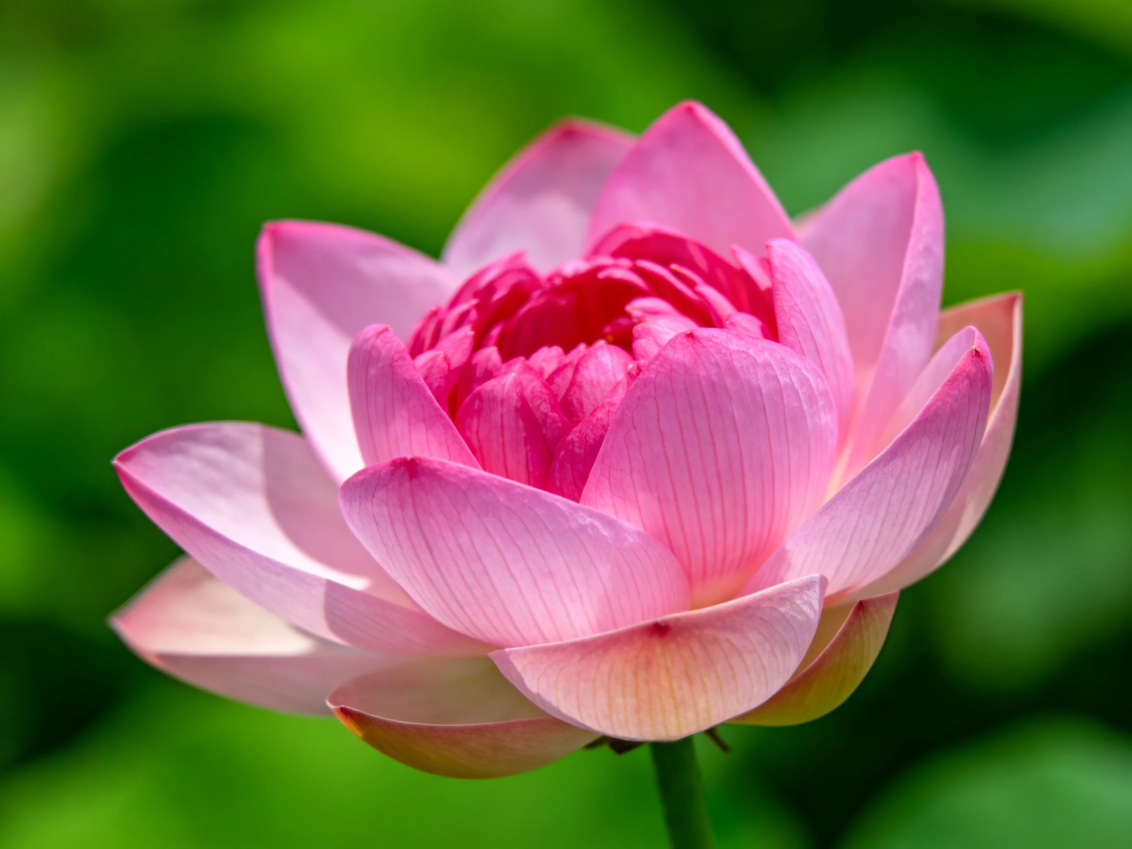 A vibrant pink lotus flower blooms amid lush green foliage