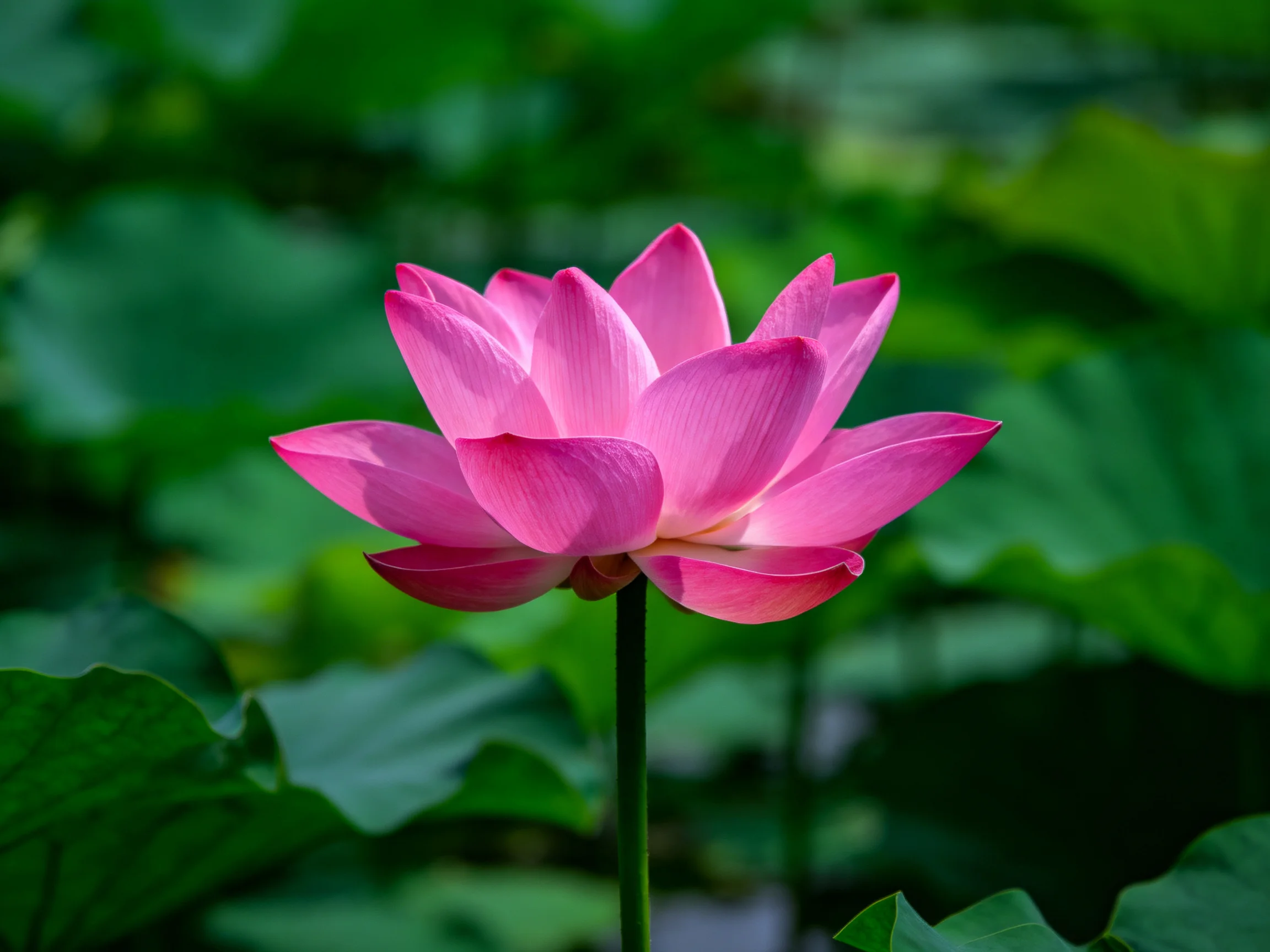 A vibrant pink lotus flower blooms amidst lush green foliage