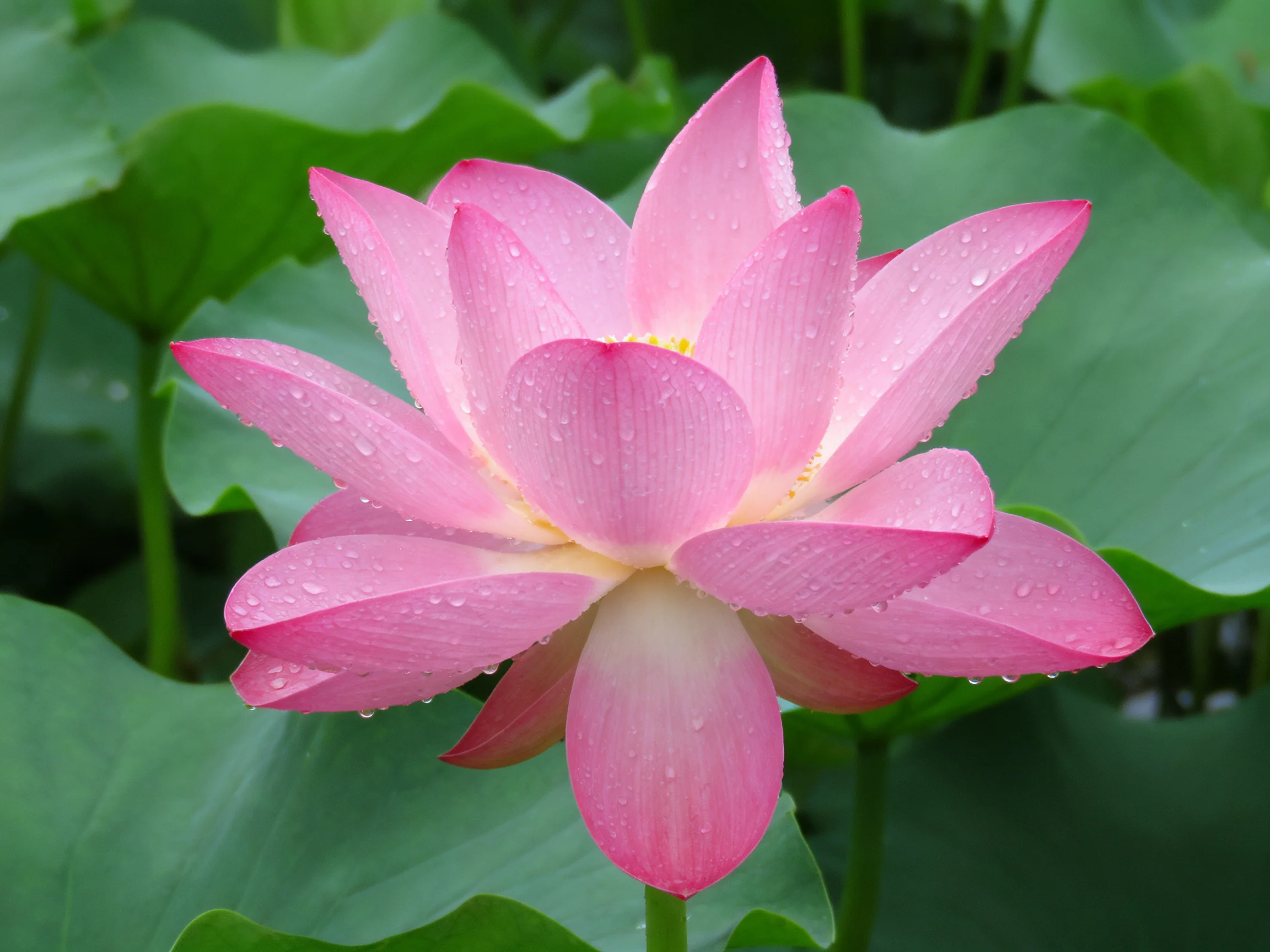 A vibrant pink lotus flower with dewdrops amid large green leaves