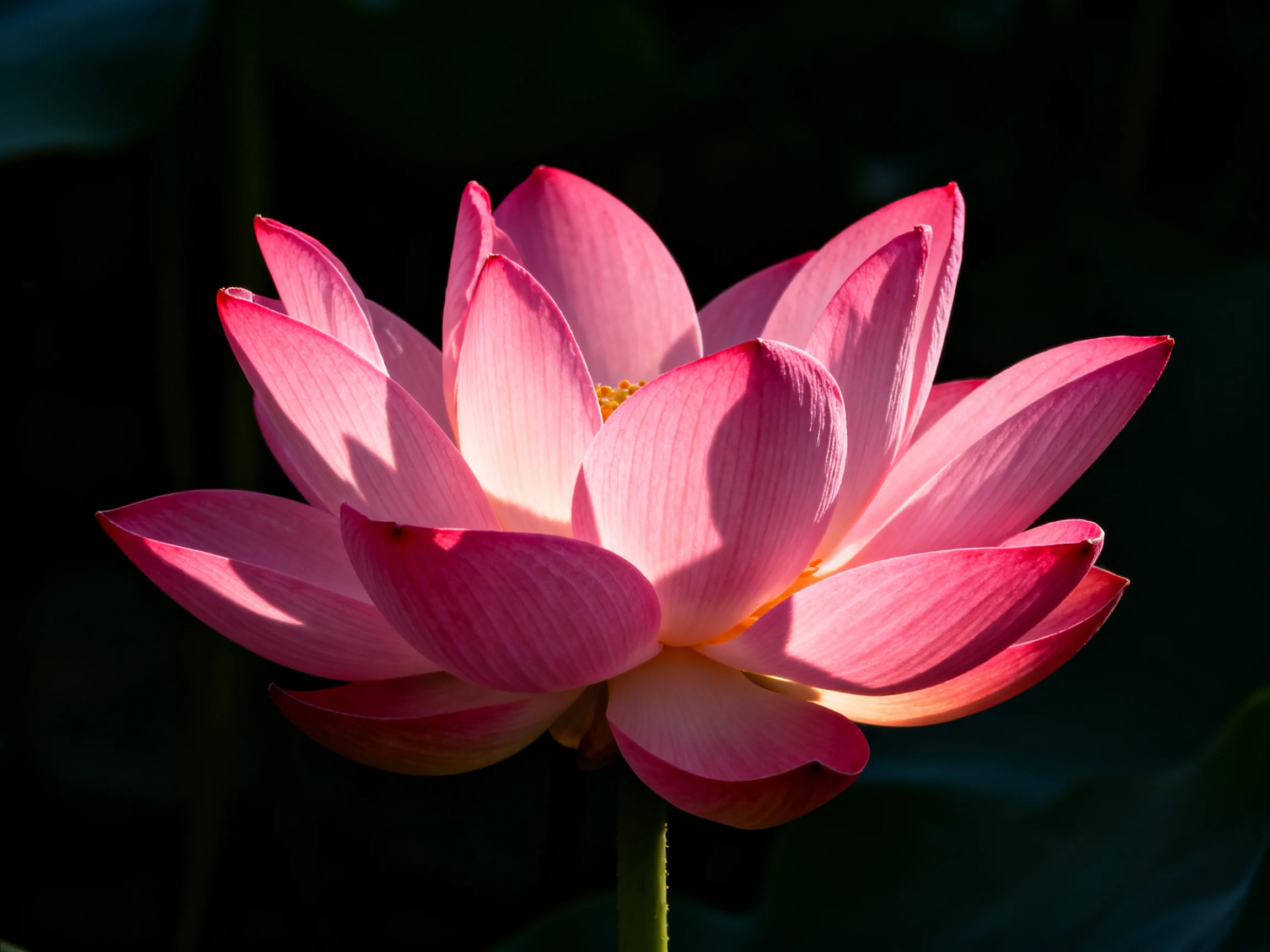 A vibrant pink lotus flower with layered petals against dark backdrop