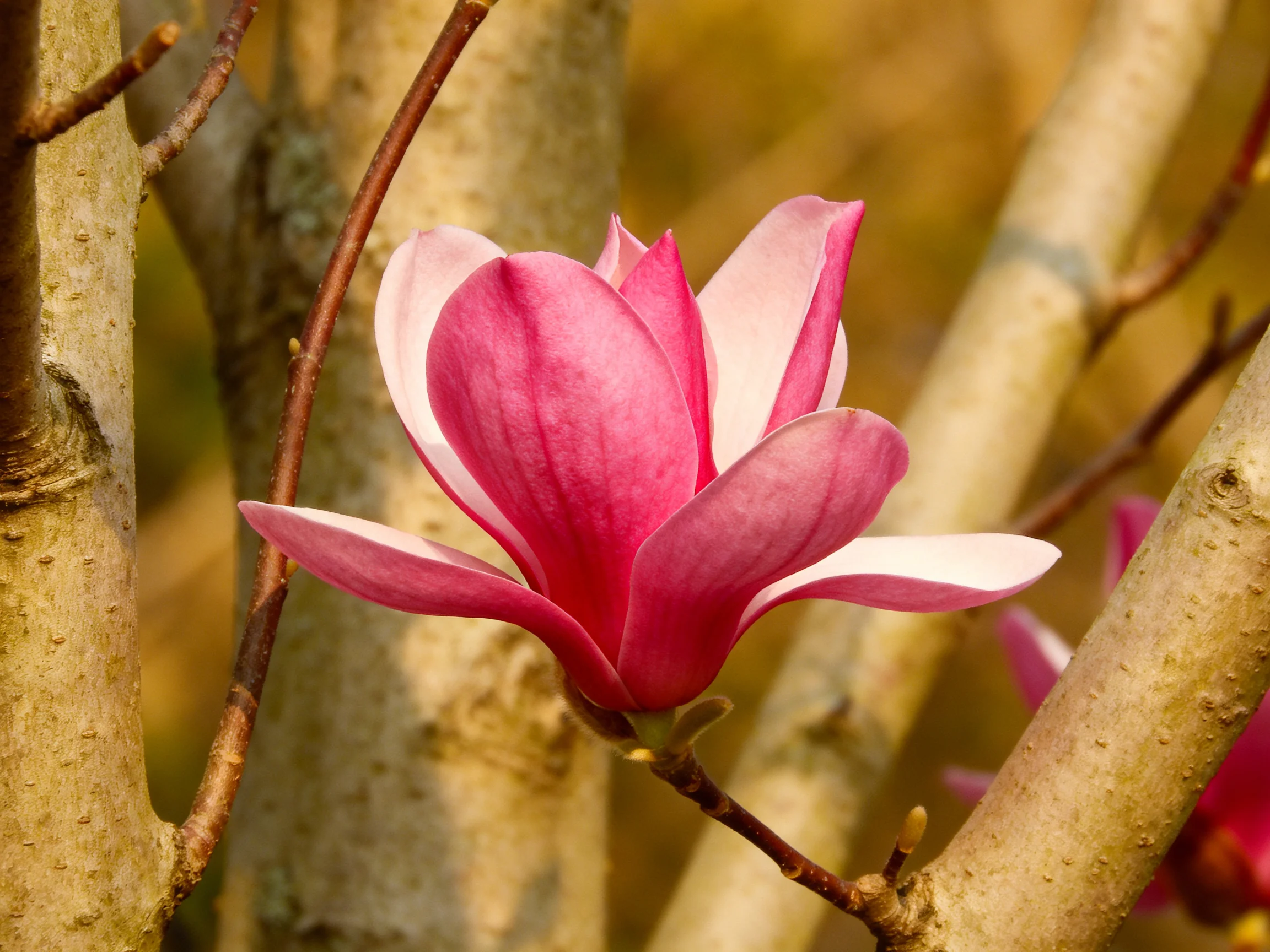 A vibrant pink magnolia blooms amid textured tree branches