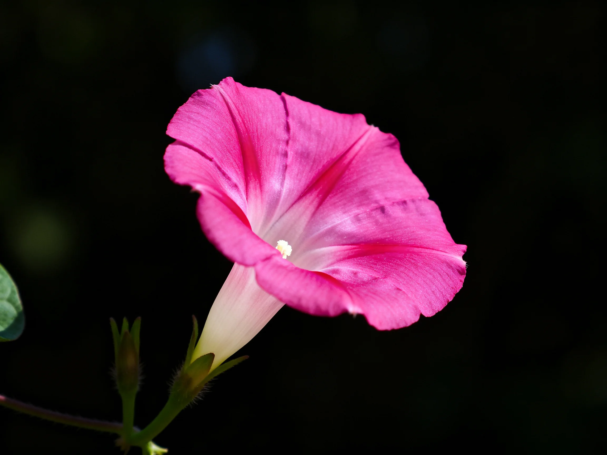 A vibrant pink morning glory blooms against a dark backdrop