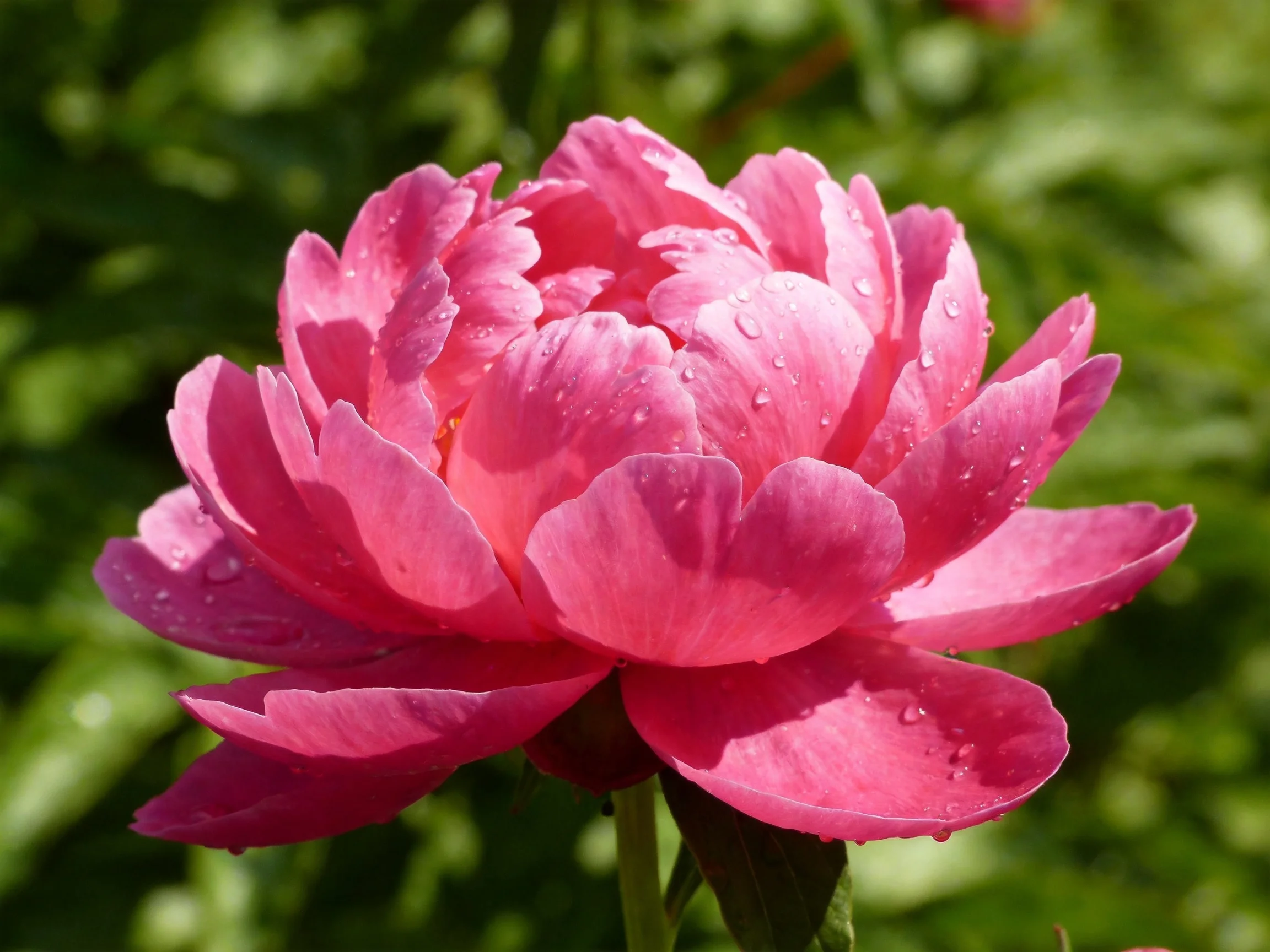 A vibrant pink peony adorned with dewdrops amidst greenery
