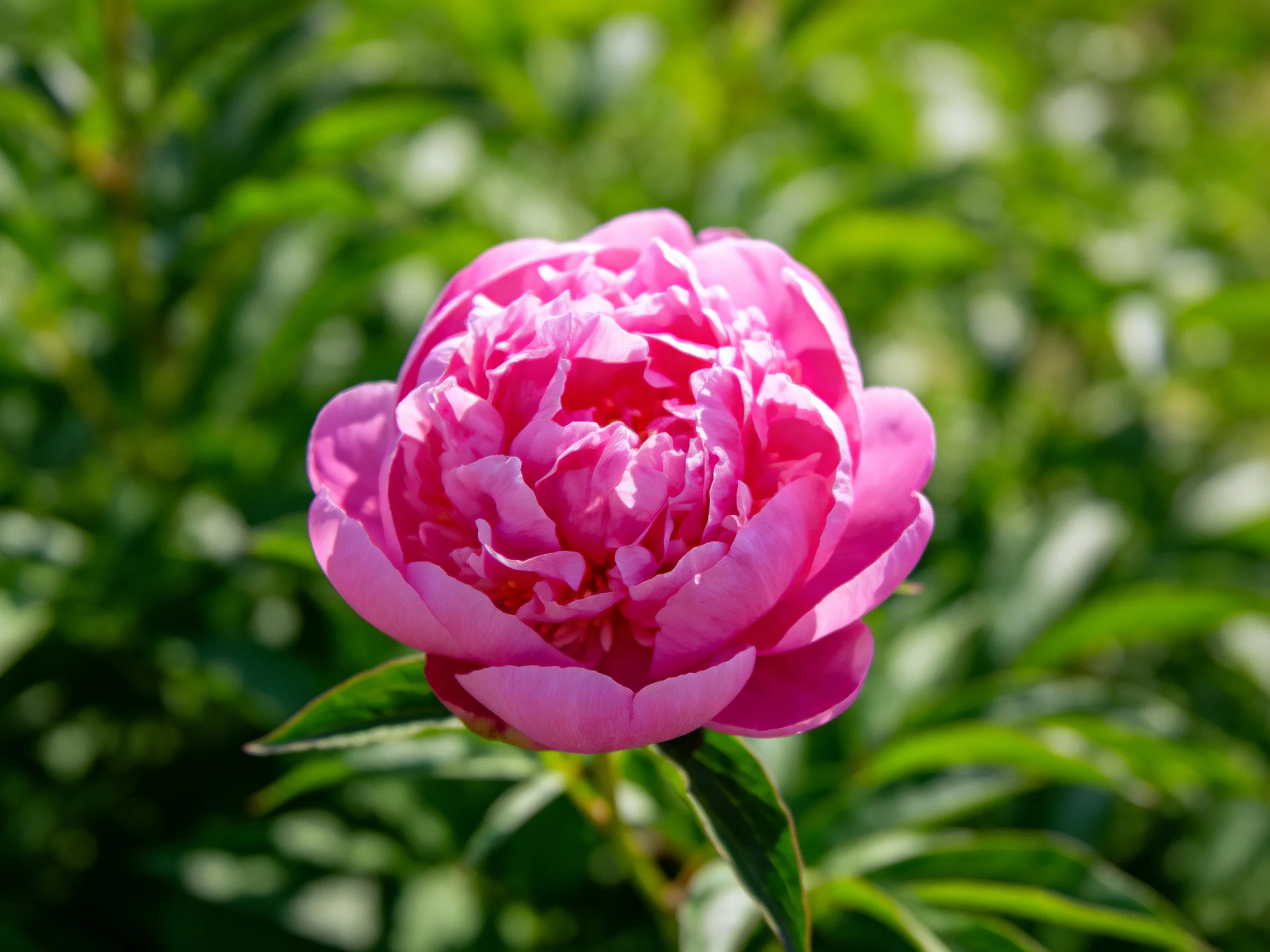 A vibrant pink peony blooms amid lush green foliage