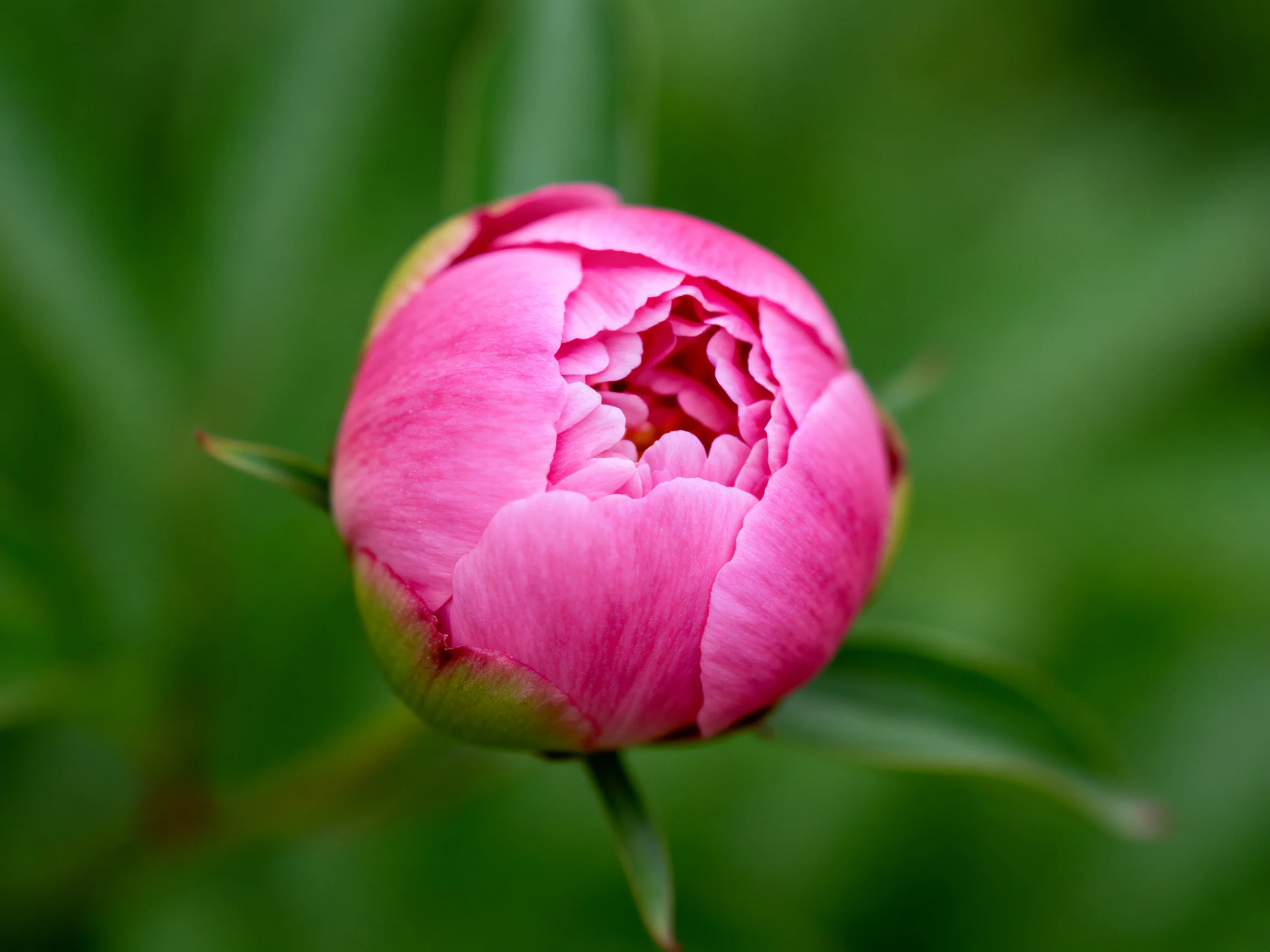 A vibrant pink peony bud with green outer petals