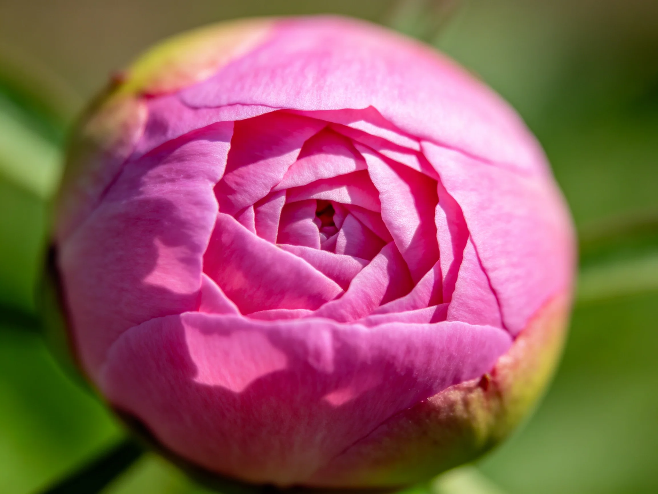A vibrant pink peony bud with layered petals and green edges
