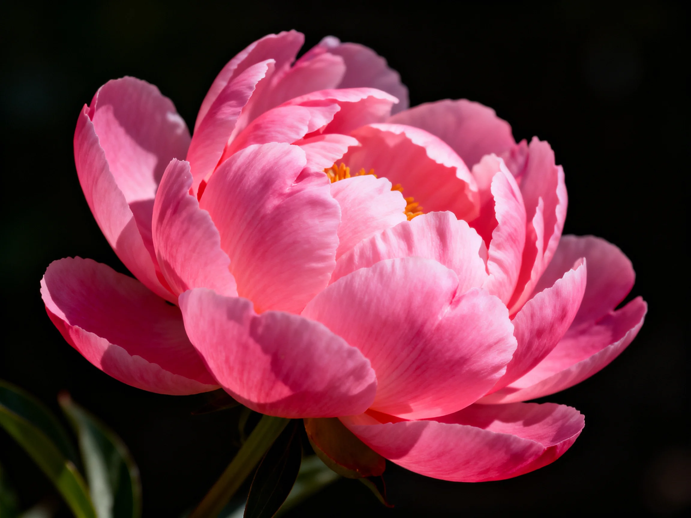A vibrant pink peony in full bloom against a dark backdrop
