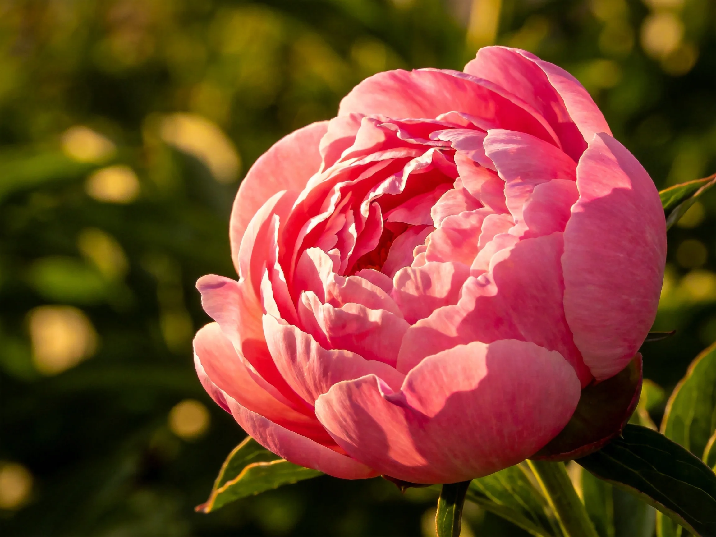 A vibrant pink peony in full bloom against a green backdrop