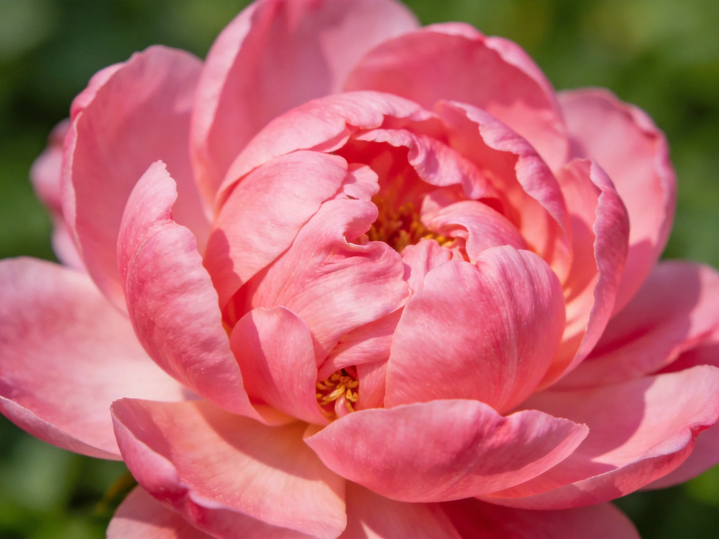 A vibrant pink peony in full bloom with layered petals