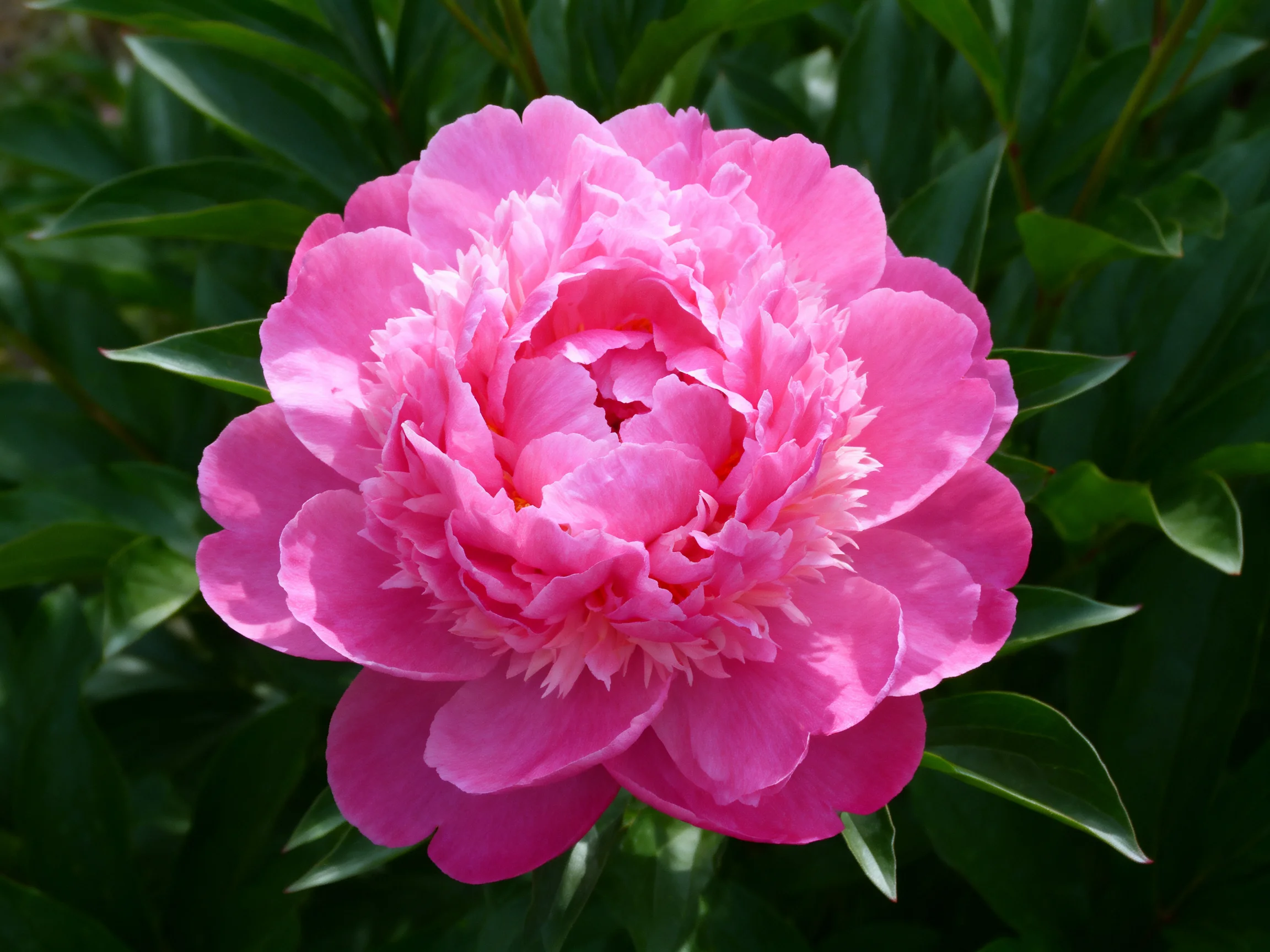 A vibrant pink peony in full bloom with lush green foliage