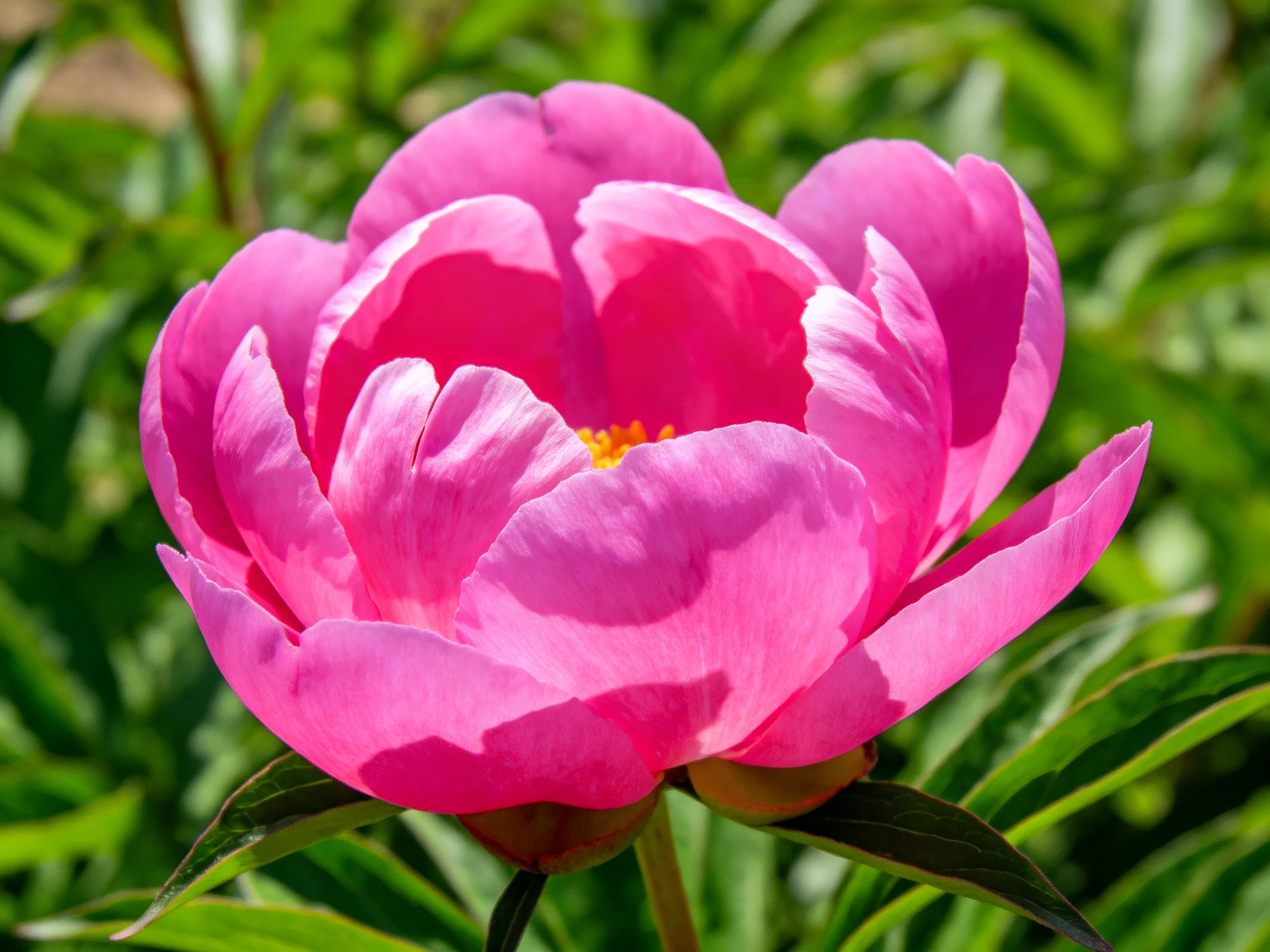 A vibrant pink peony in full bloom with lush green foliage