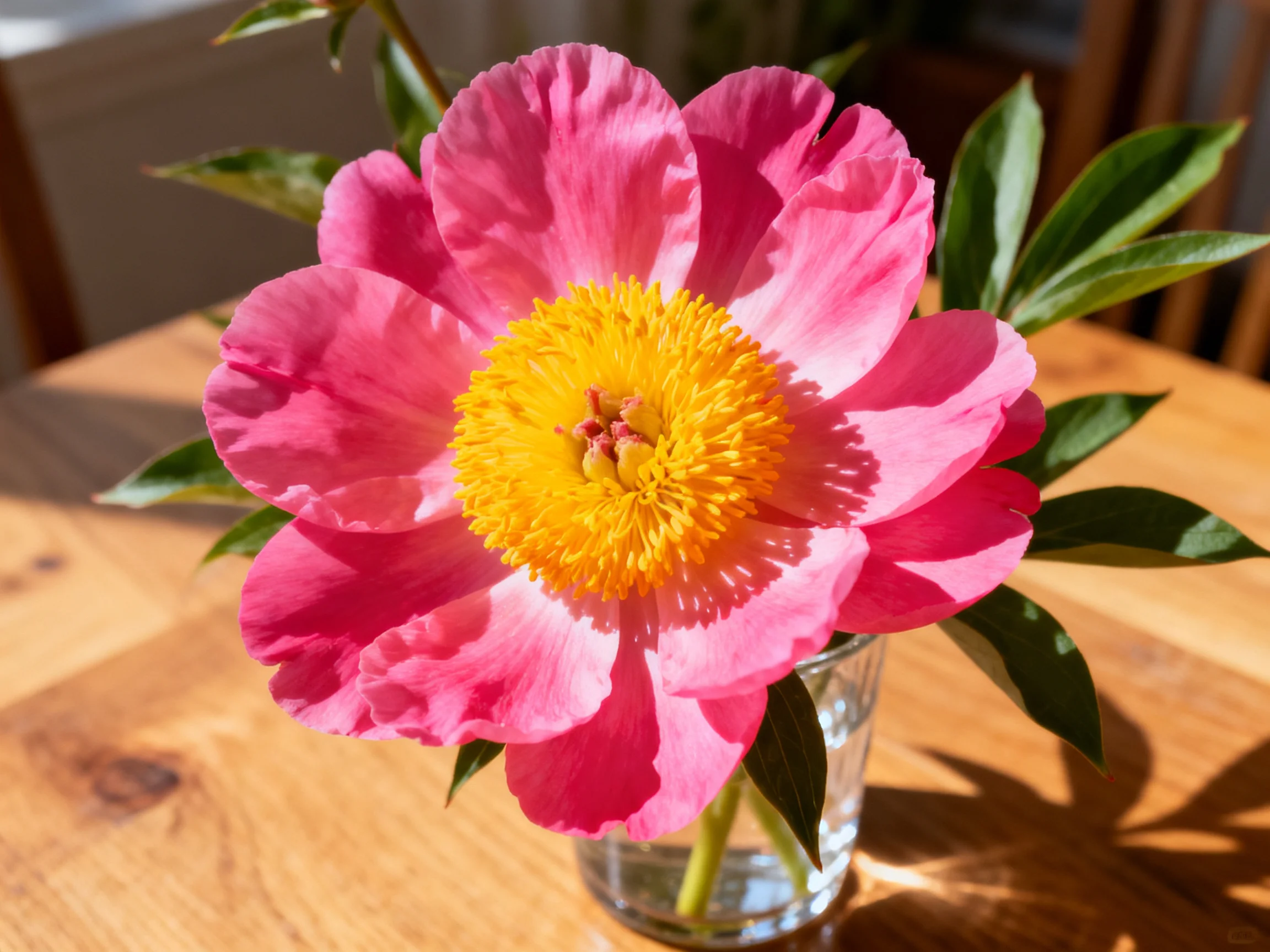 A vibrant pink peony with golden center in a glass vase