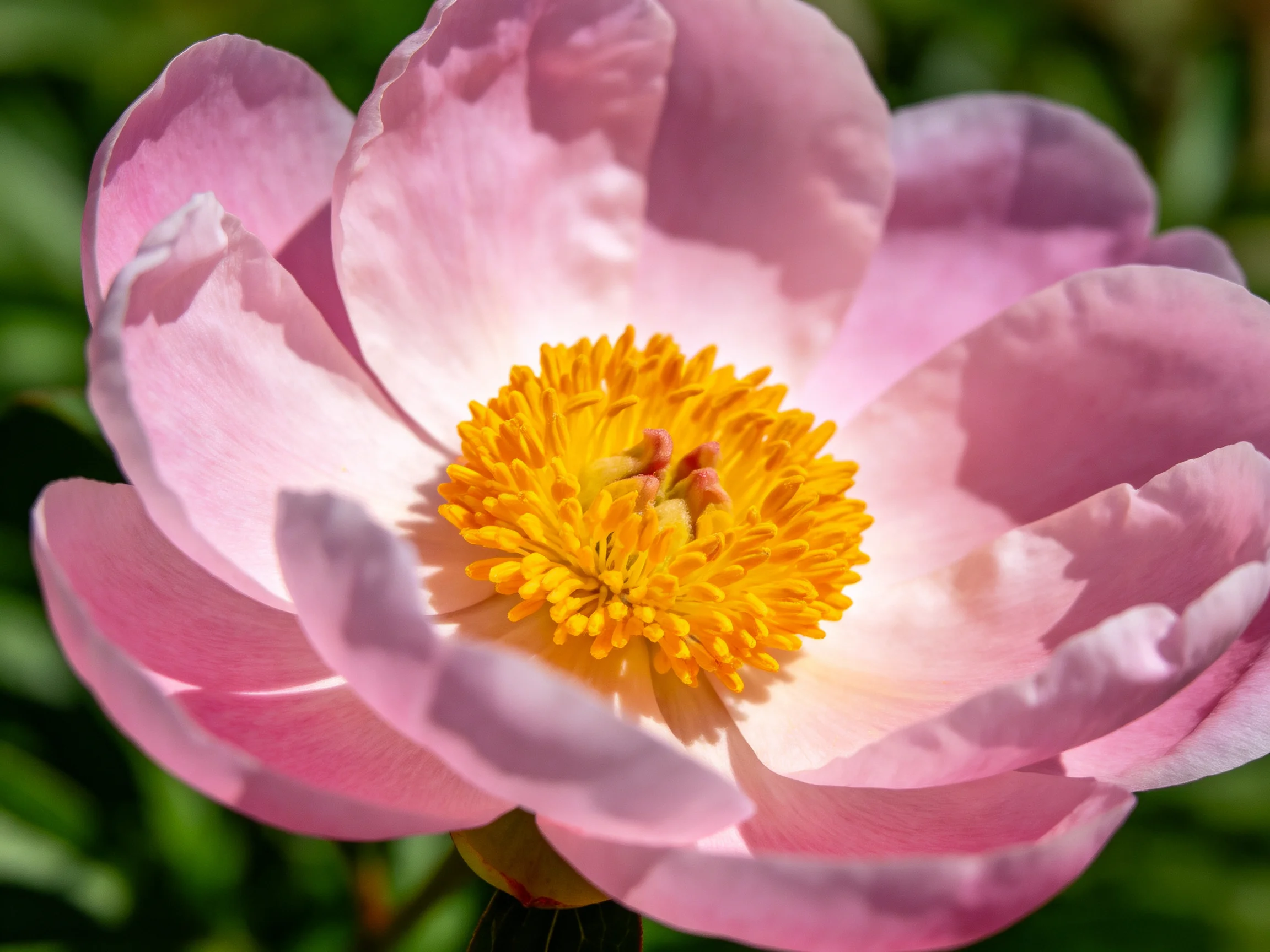 A vibrant pink peony with soft petals and bright yellow center