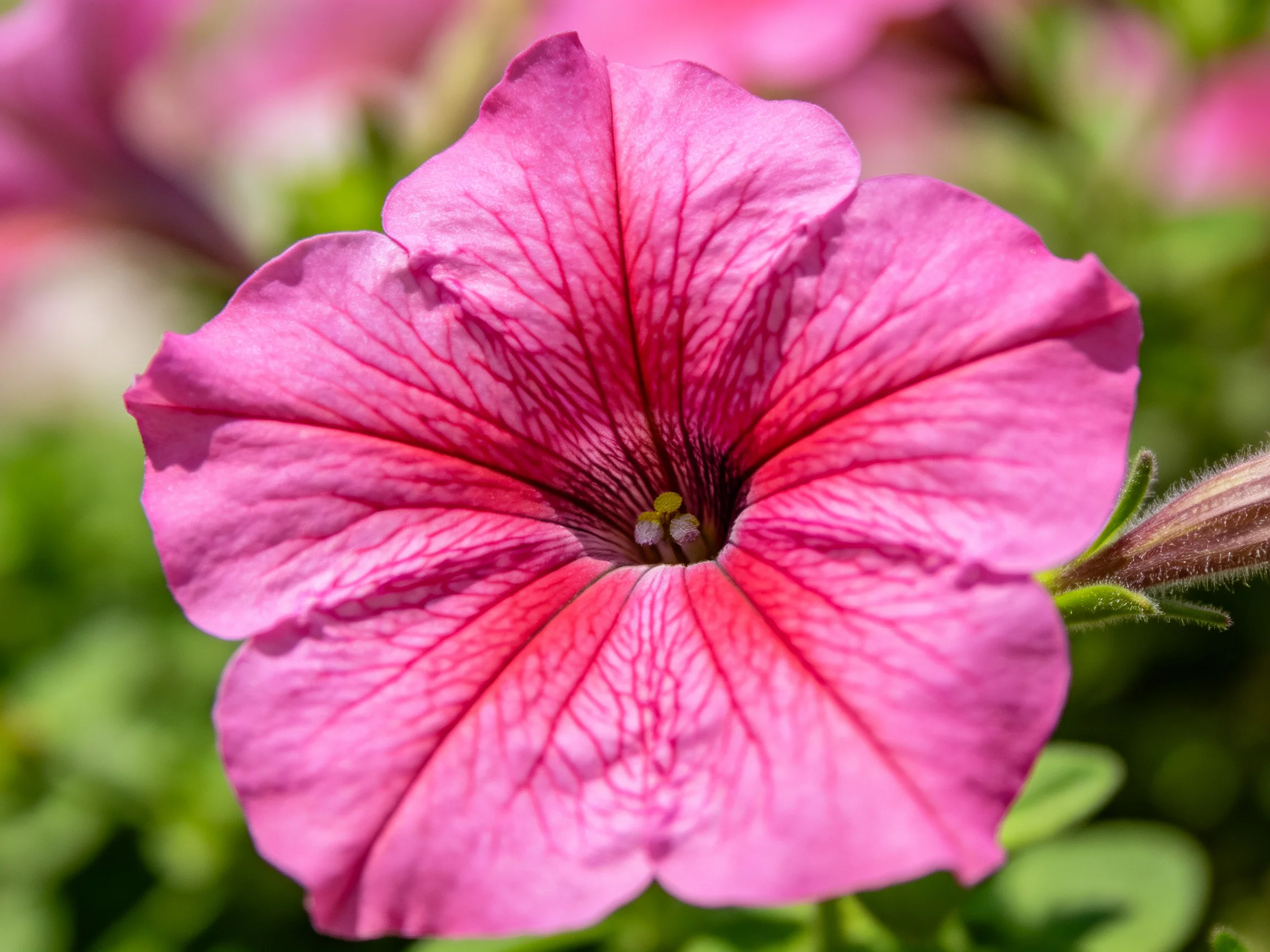 A vibrant pink petunia with detailed petal veining