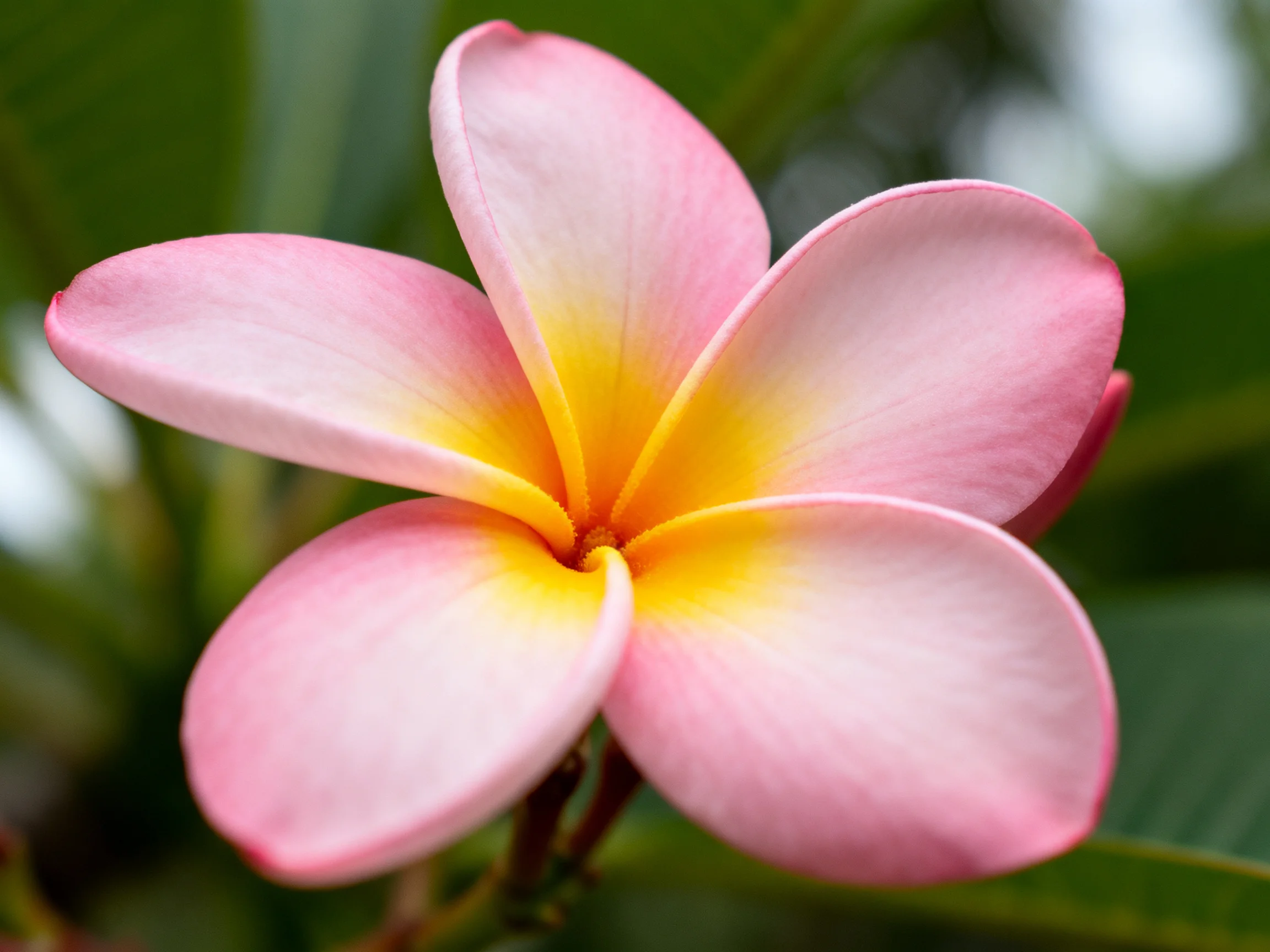 A vibrant pink plumeria flower with a bright yellow center