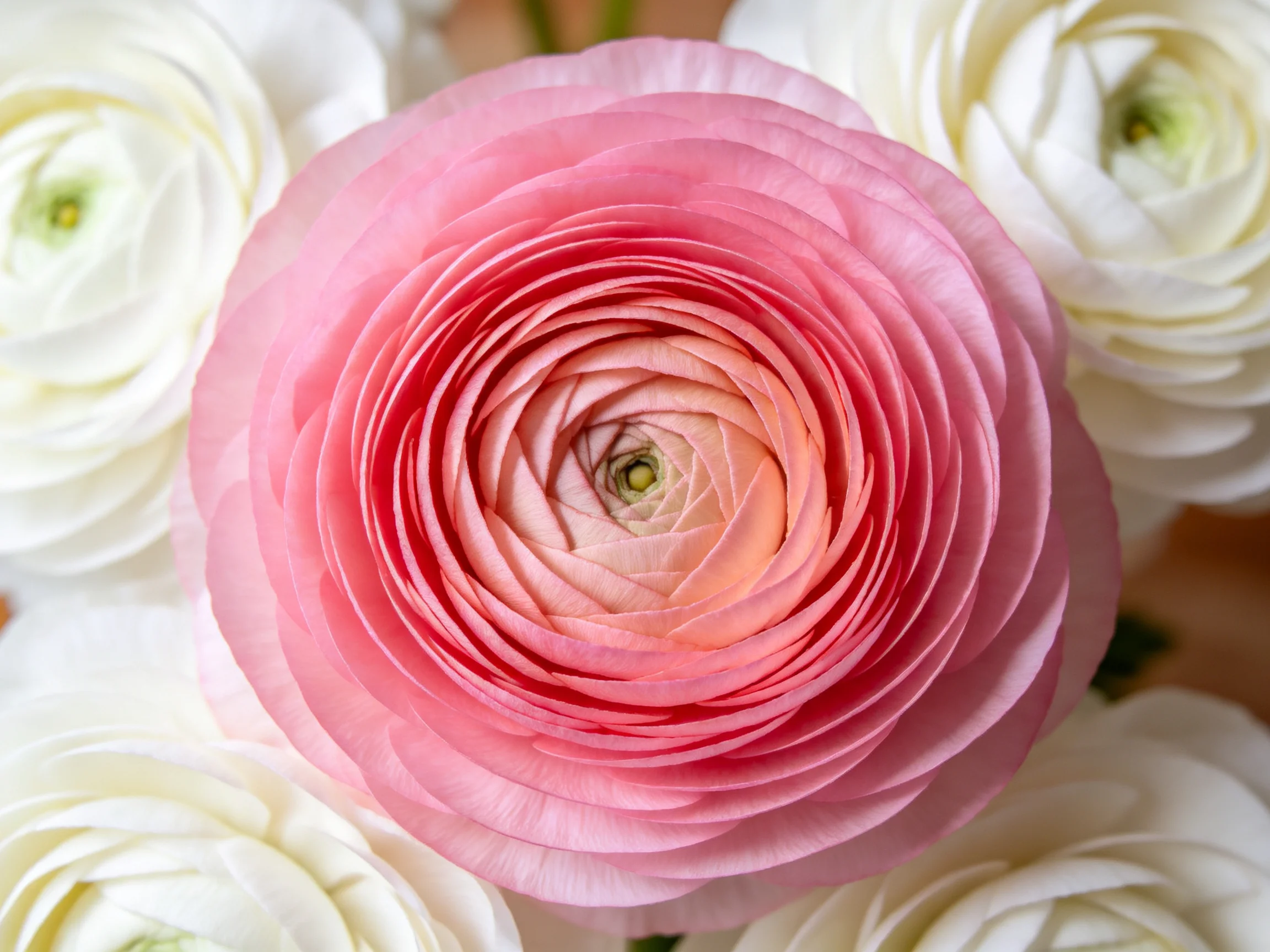 A vibrant pink ranunculus flower surrounded by white blooms