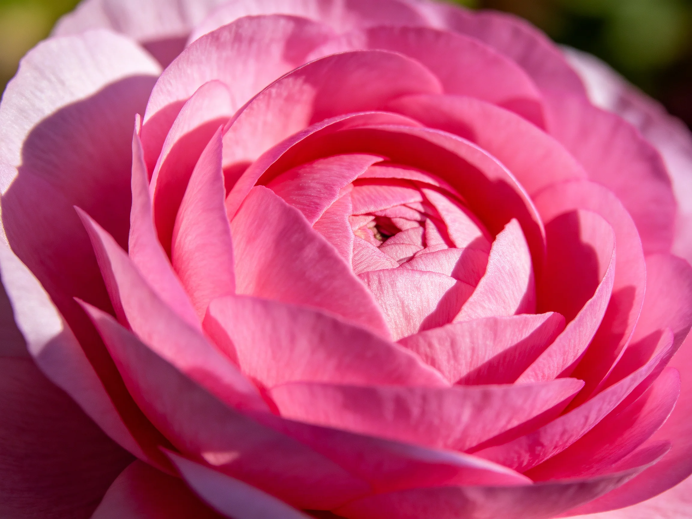 A vibrant pink ranunculus flower with layered petals