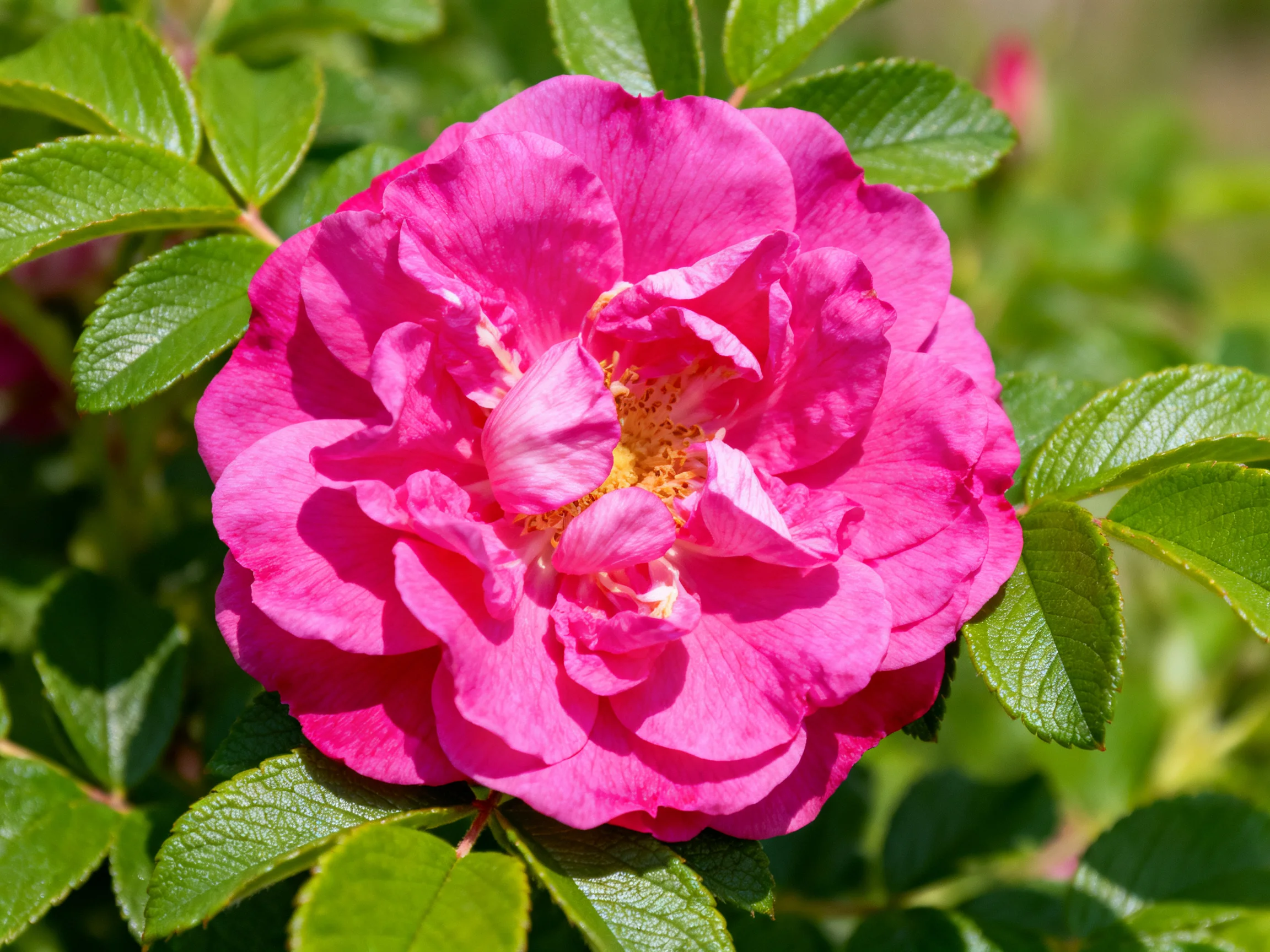 A vibrant pink rose blooms amid lush green foliage