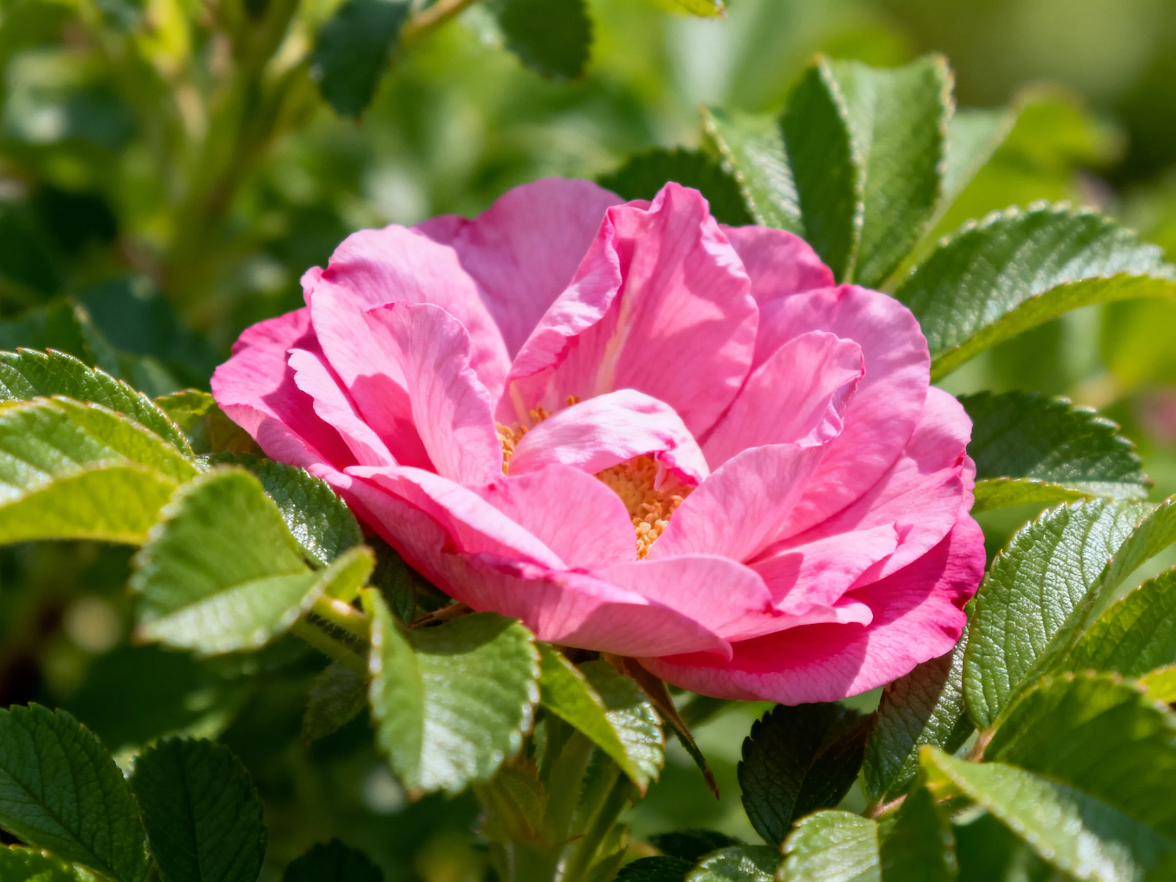 A vibrant pink rose blooms amid lush green foliage