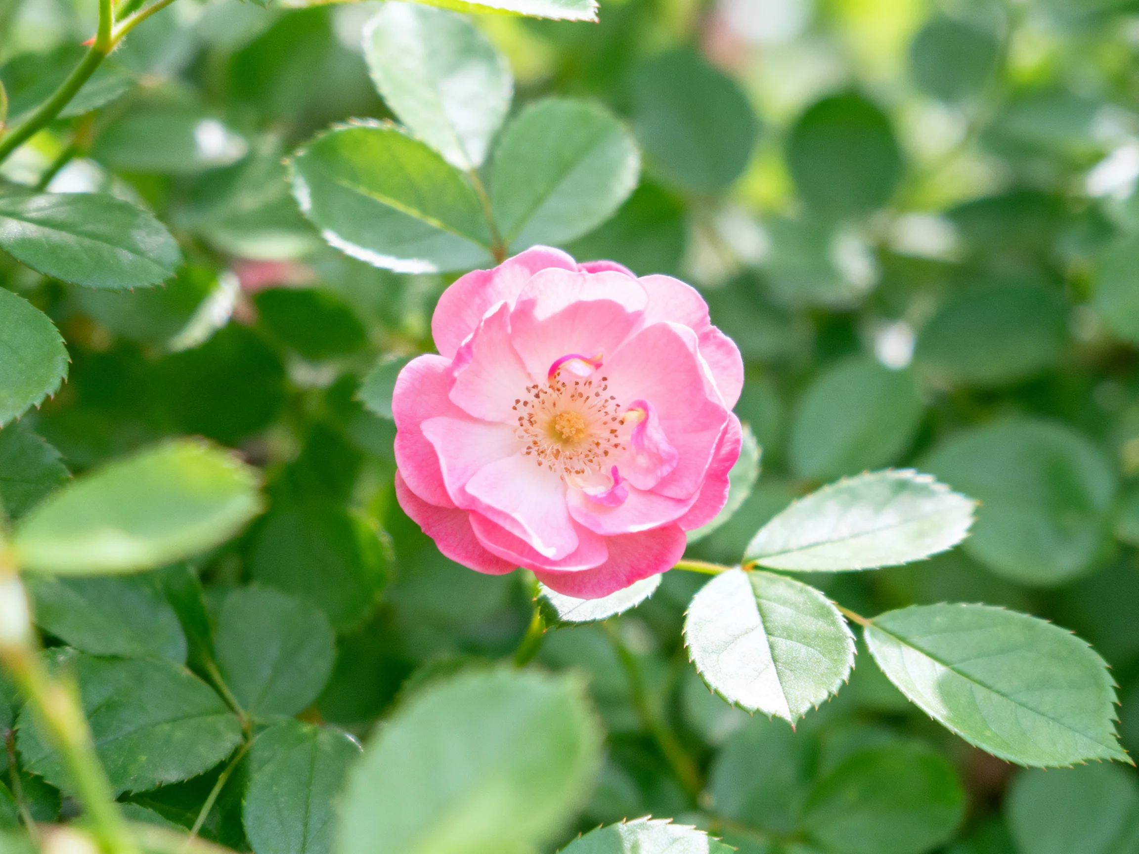 A vibrant pink rose blooms amid lush green foliage
