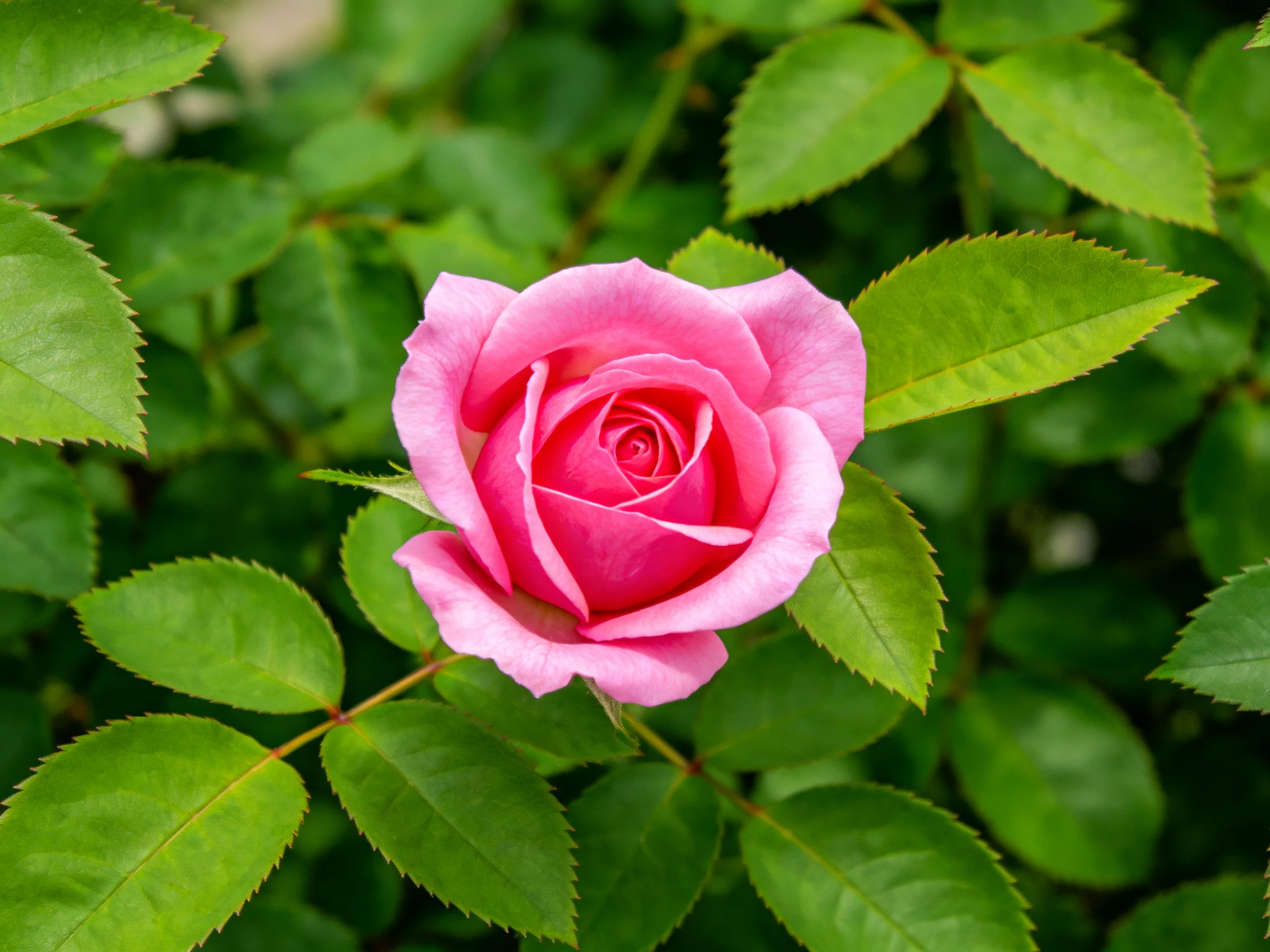 A vibrant pink rose blooms amid lush green foliage