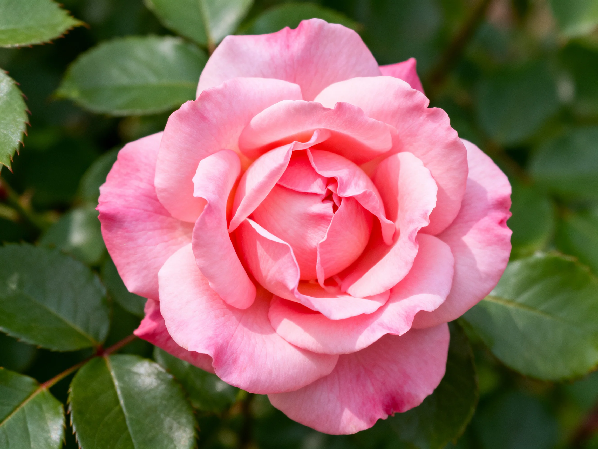 A vibrant pink rose blooms amidst lush green foliage