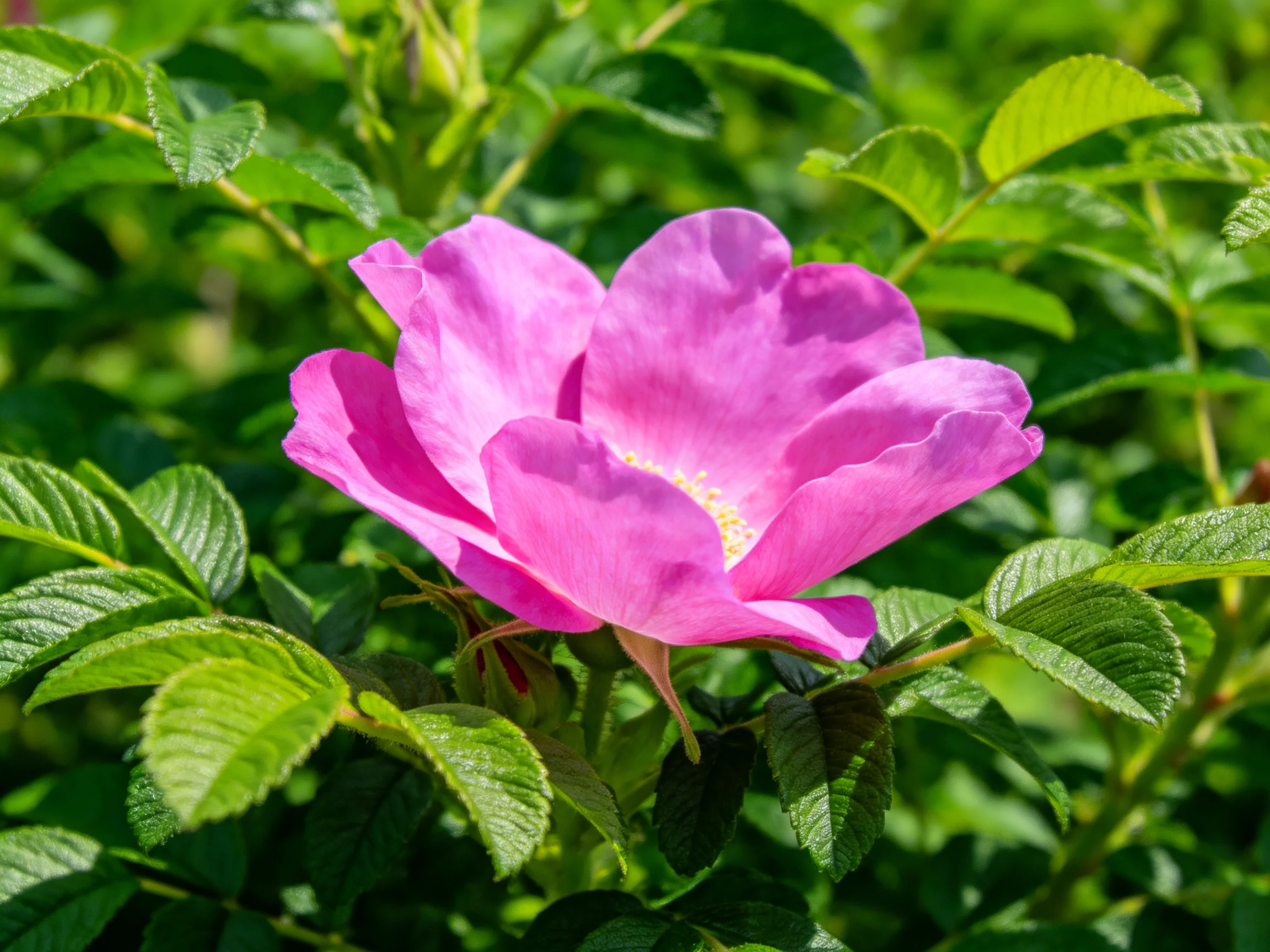 A vibrant pink rose blooms among lush green foliage