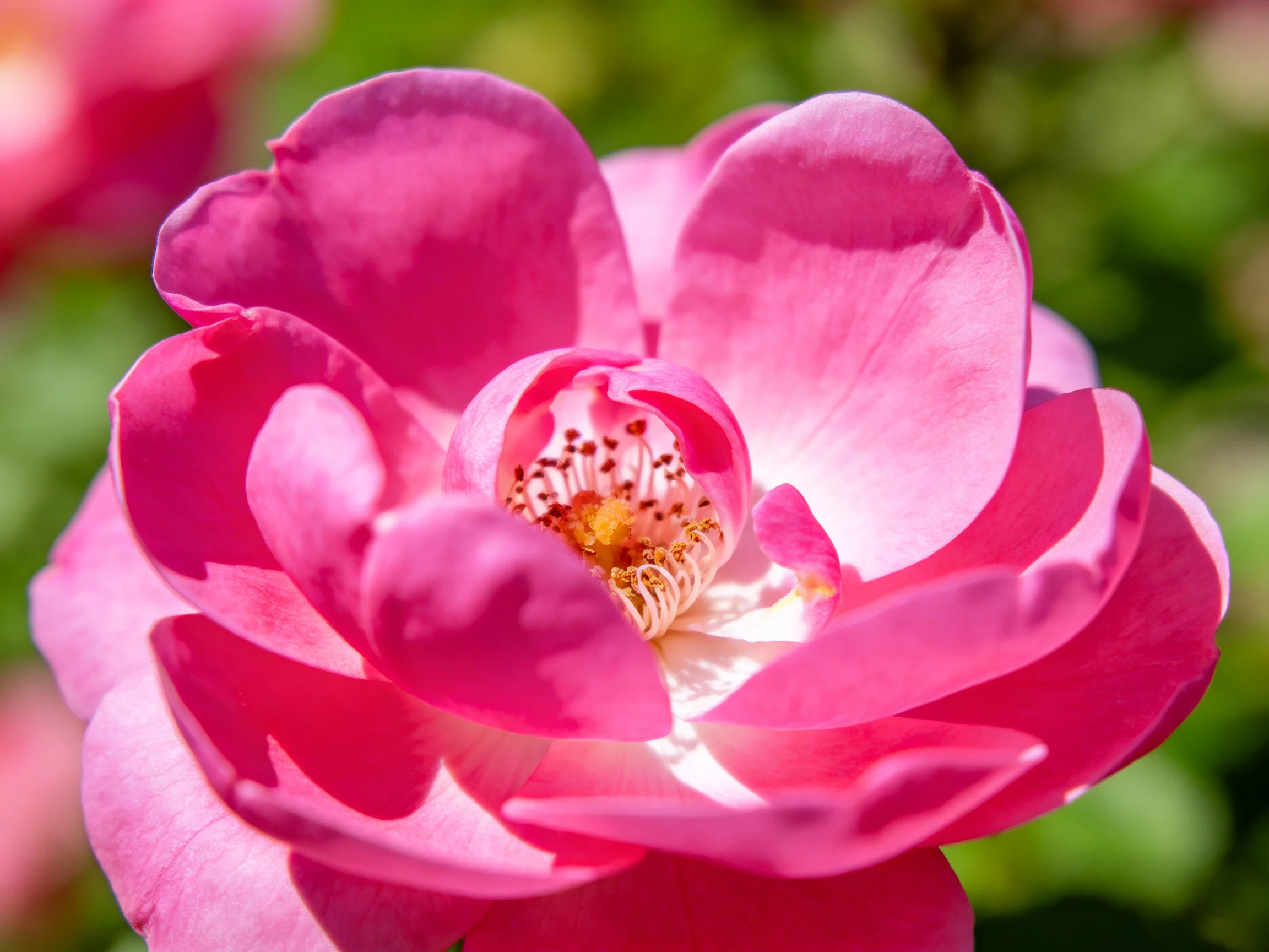 A vibrant pink rose blooms sharply focused with green foliage backdrop