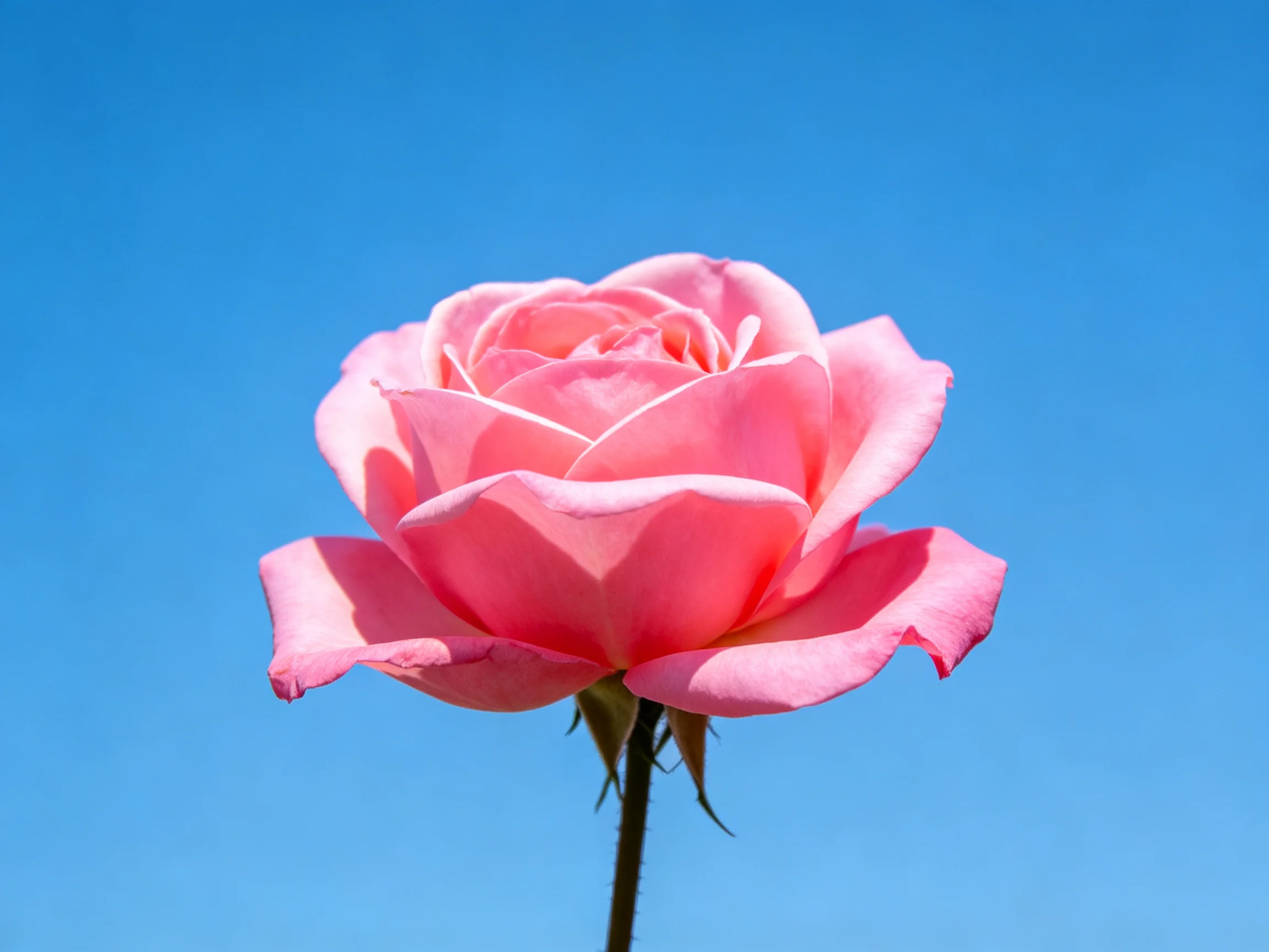 A vibrant pink rose in full bloom against a clear blue sky