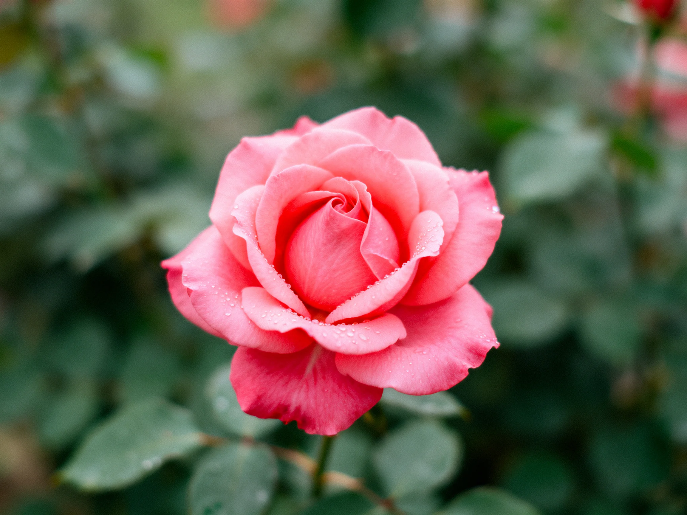 A vibrant pink rose with dewdrops, surrounded by lush green foliage