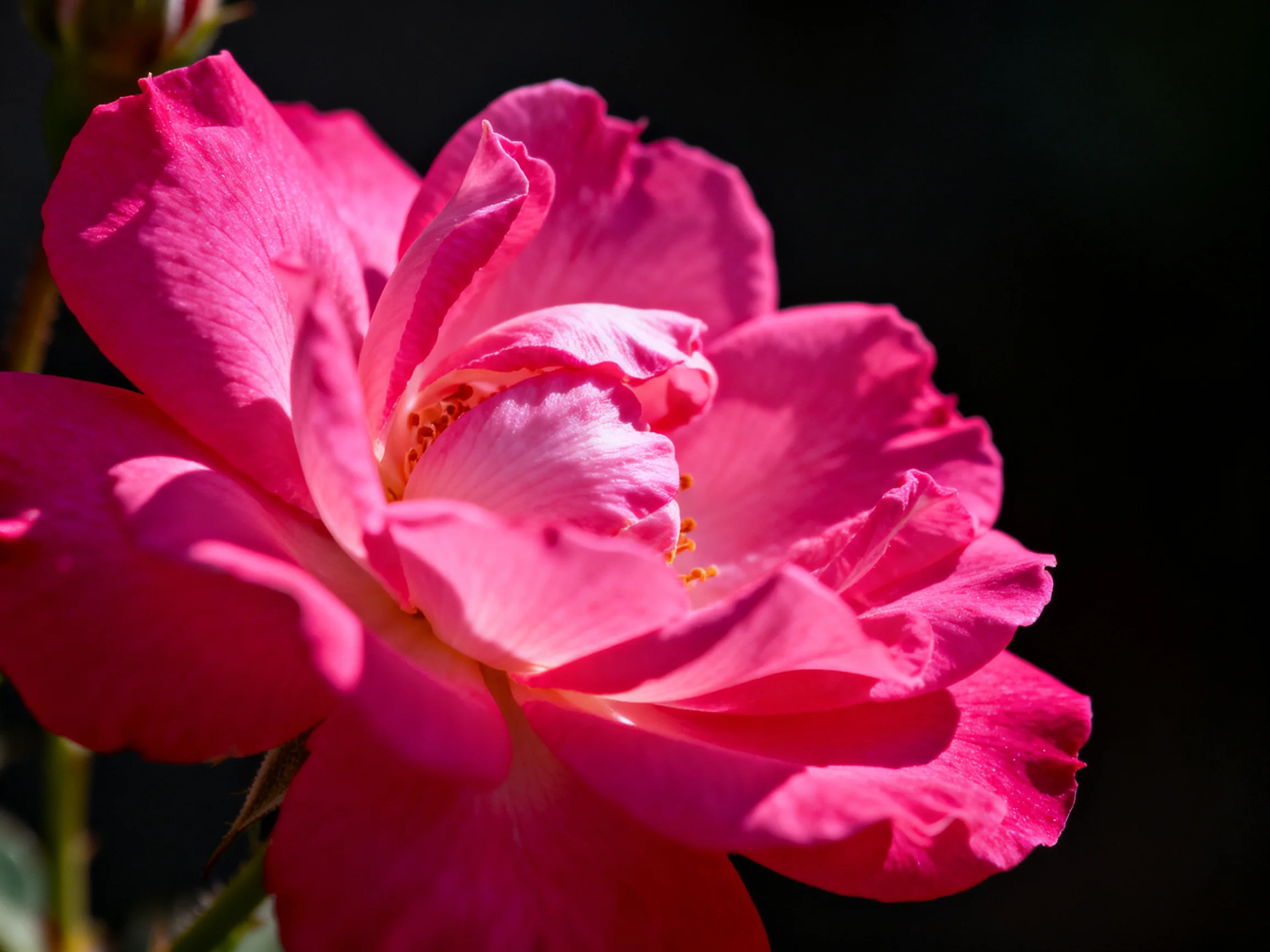 A vibrant pink rose with layered petals against a dark backdrop