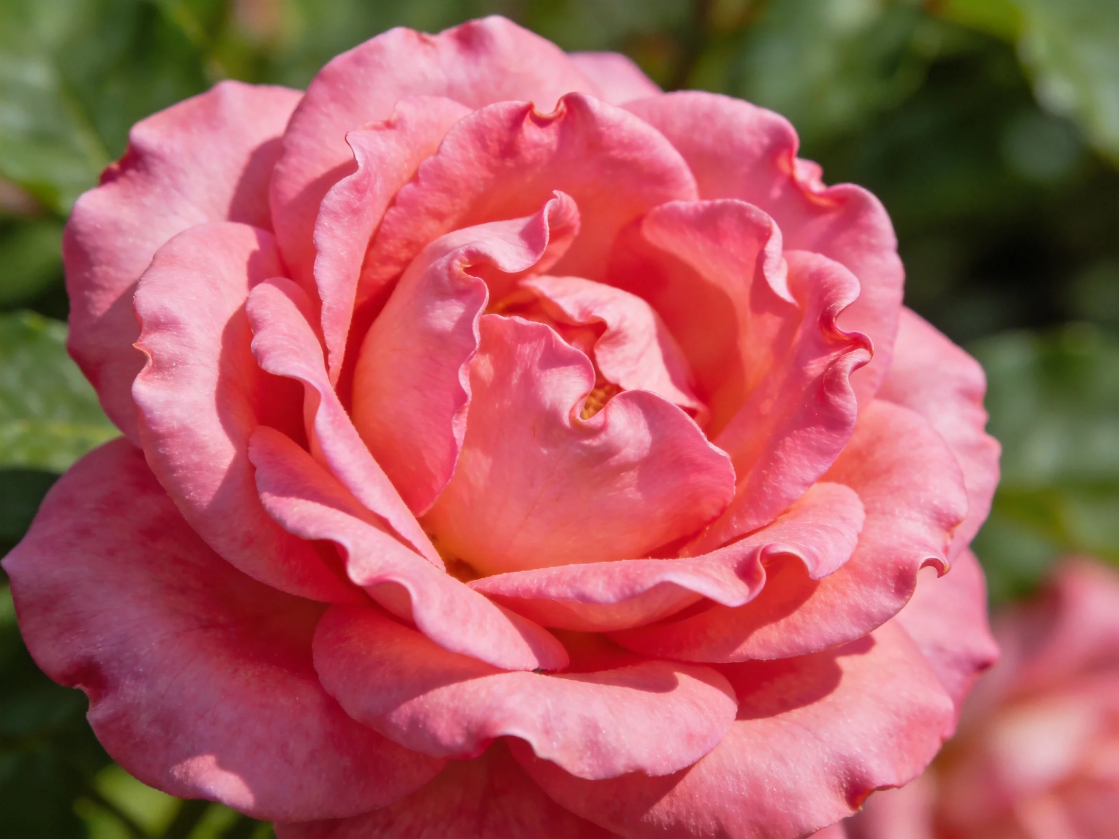 A vibrant pink rose with layered petals in a sunlit garden