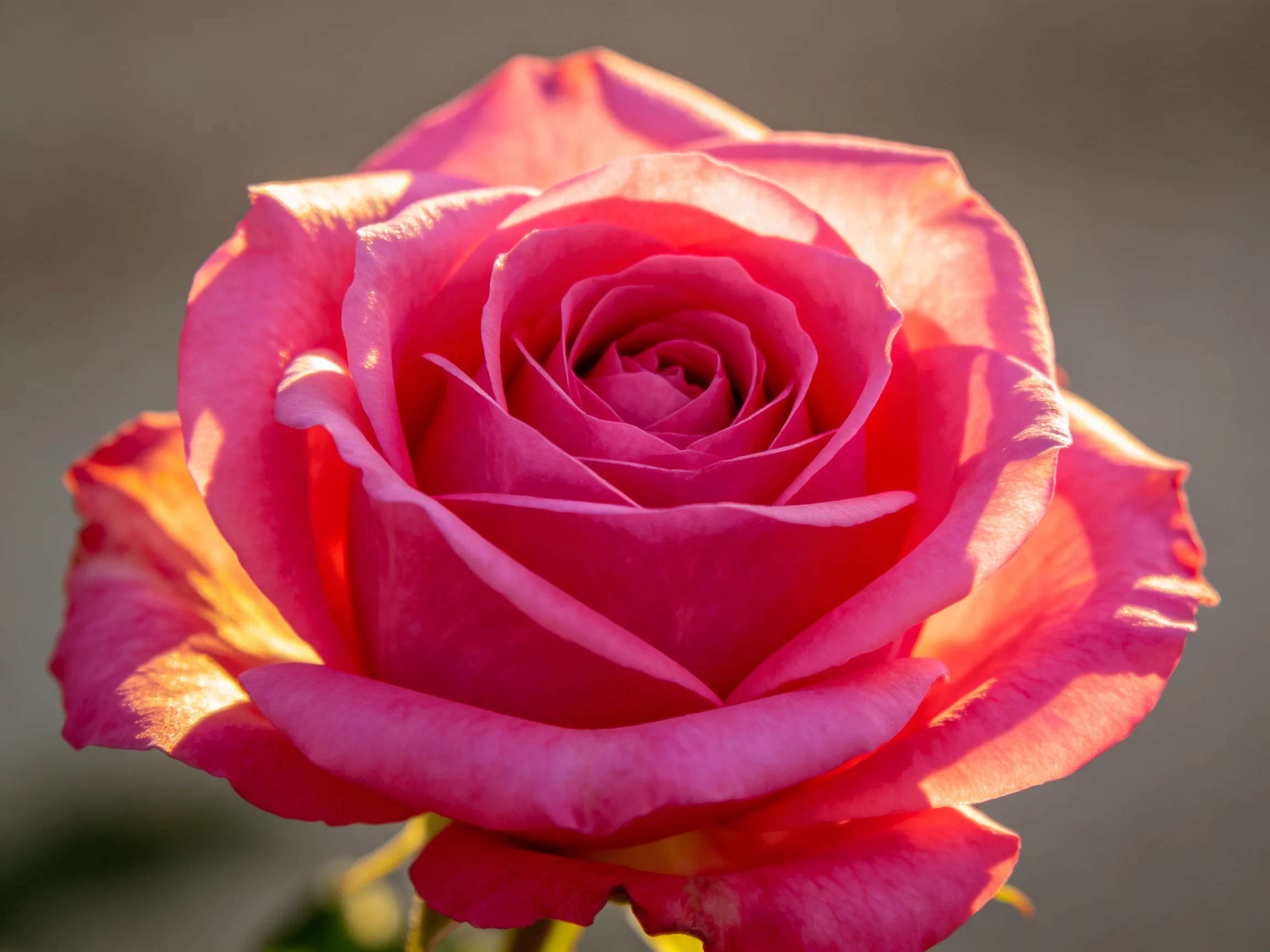 A vibrant pink rose with layered petals in soft natural light