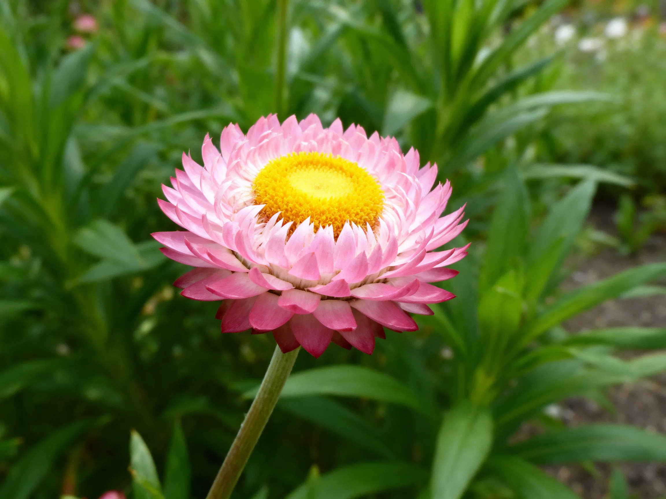 A vibrant pink strawflower with a bright yellow center