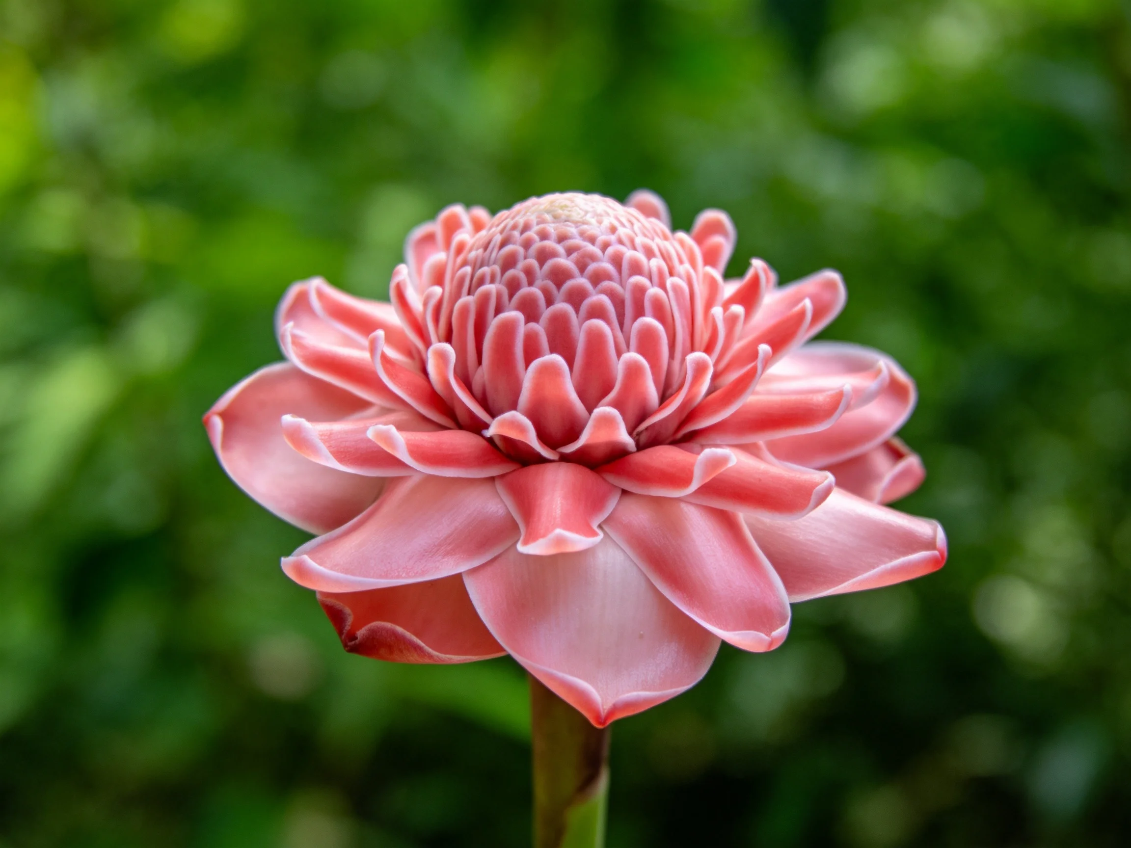 A vibrant pink tropical flower with layered petals amidst lush green foliage