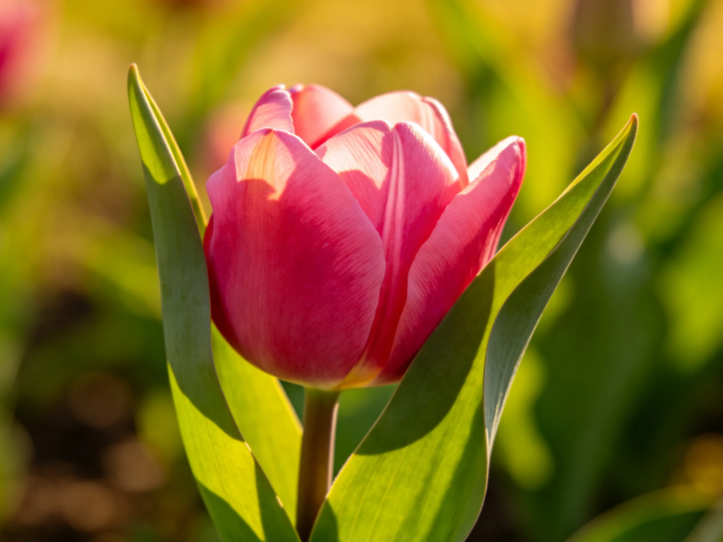 A vibrant pink tulip surrounded by lush green leaves