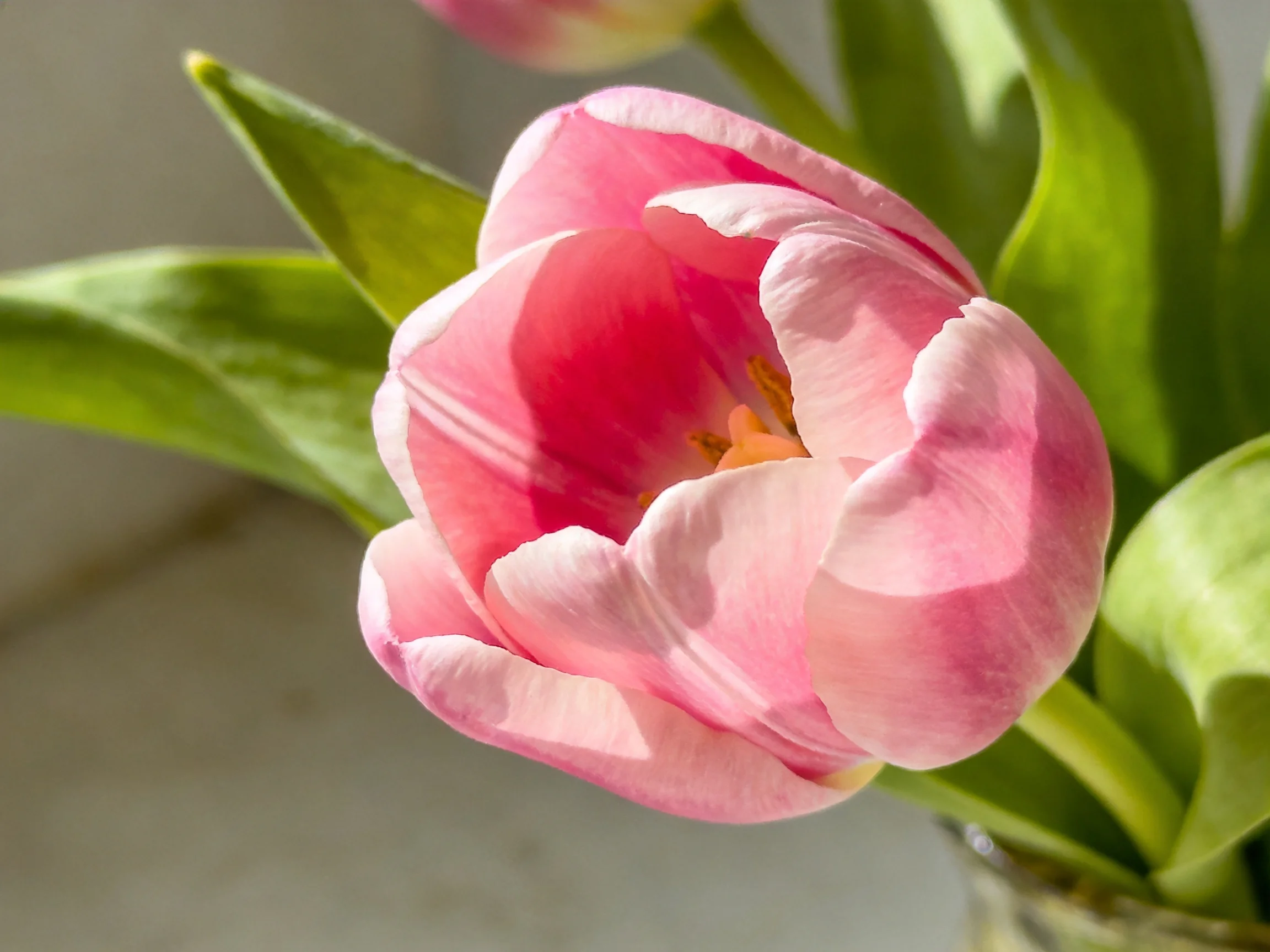 A vibrant pink tulip with lush green foliage in soft natural light