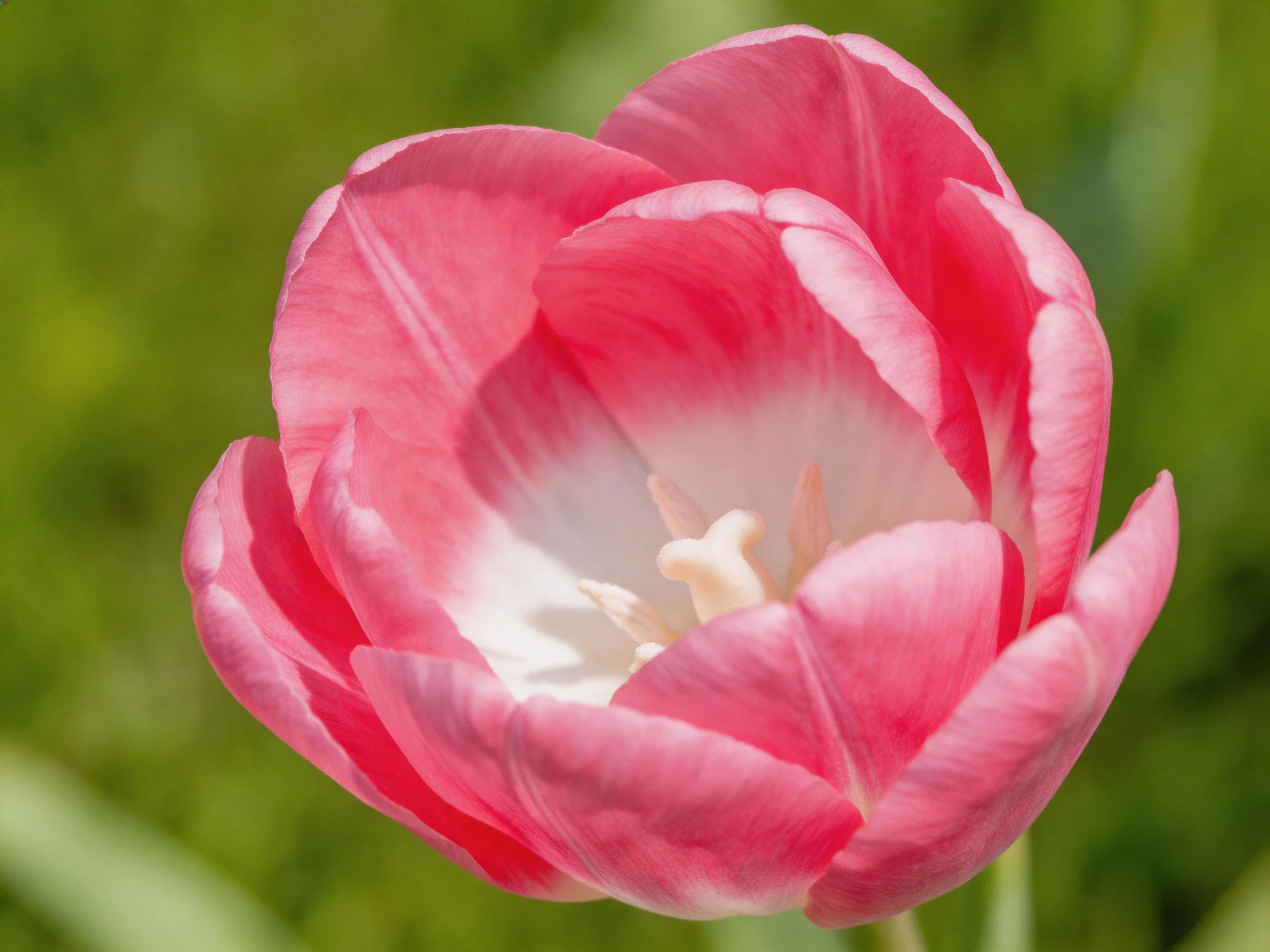 A vibrant pink tulip with white center against green foliage