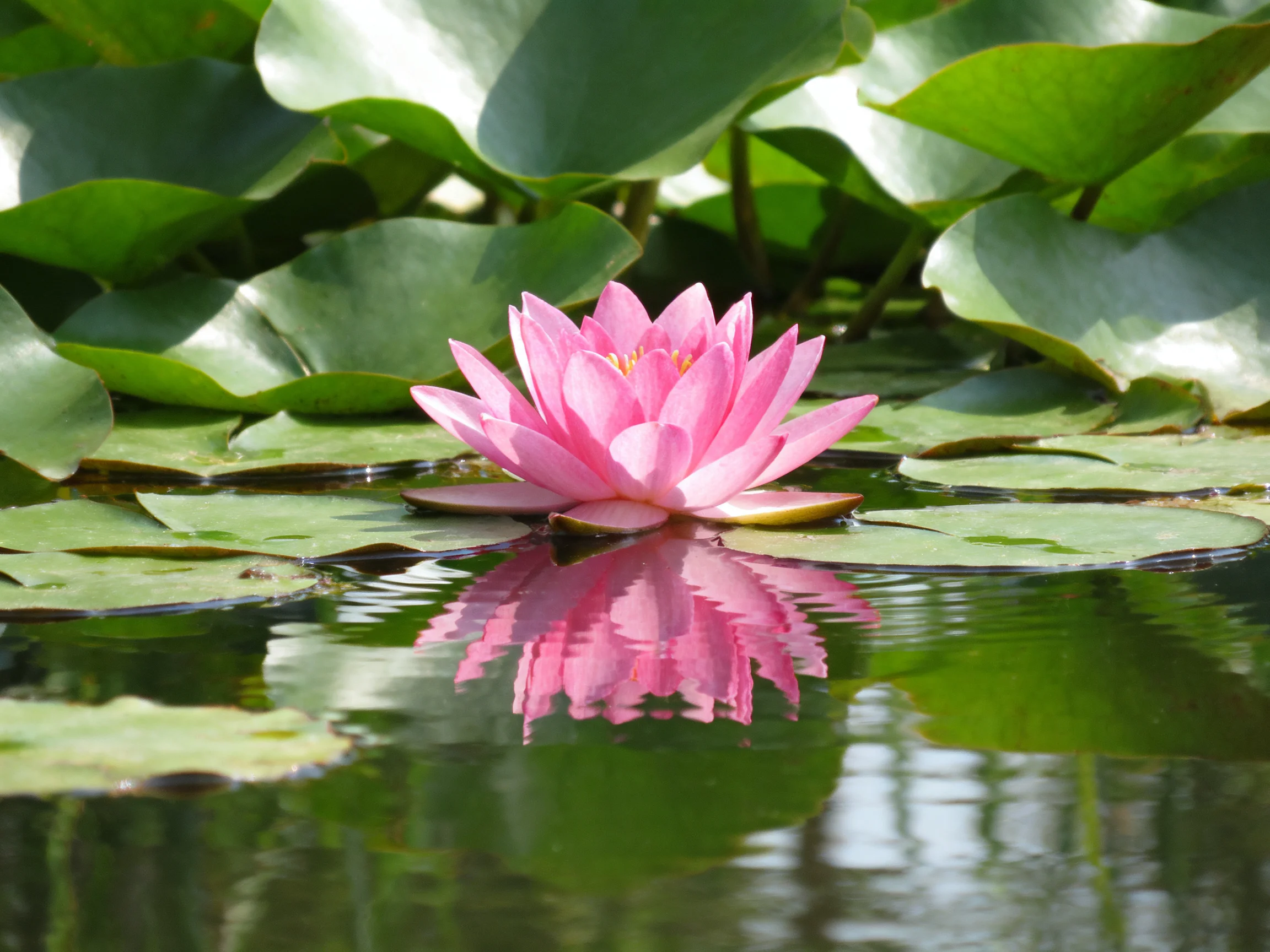 A vibrant pink water lily blooms amid large green lily pads