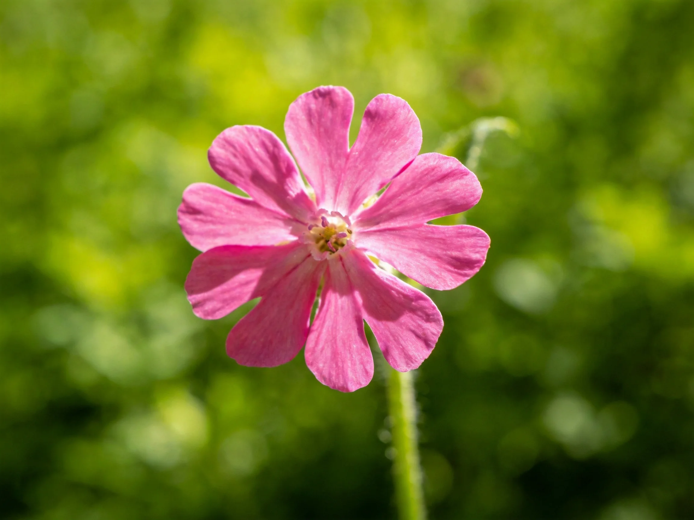 A vibrant pink wildflower blooms against a lush green backdrop