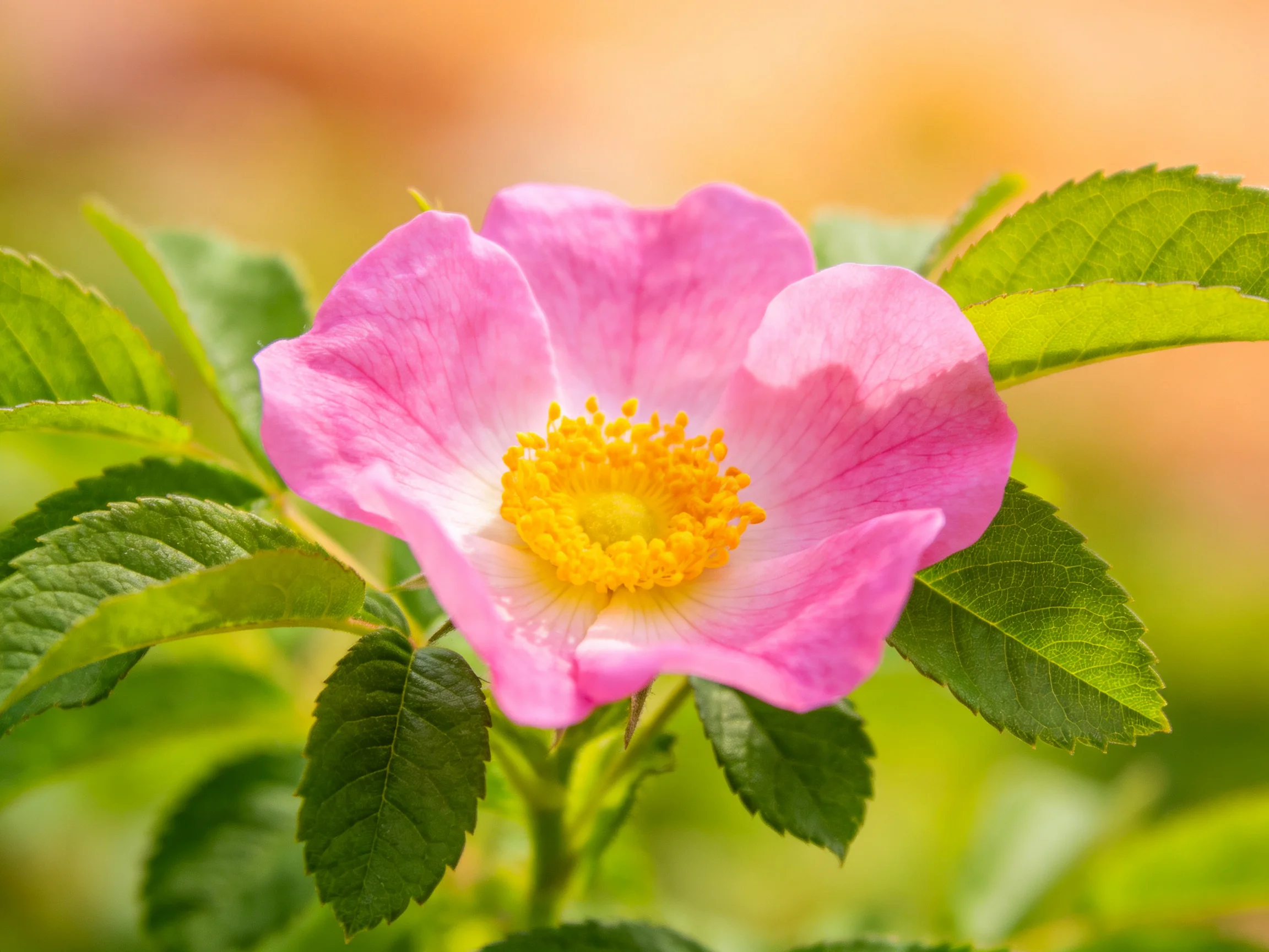A vibrant pink wildflower with bright yellow stamens and lush green foliage