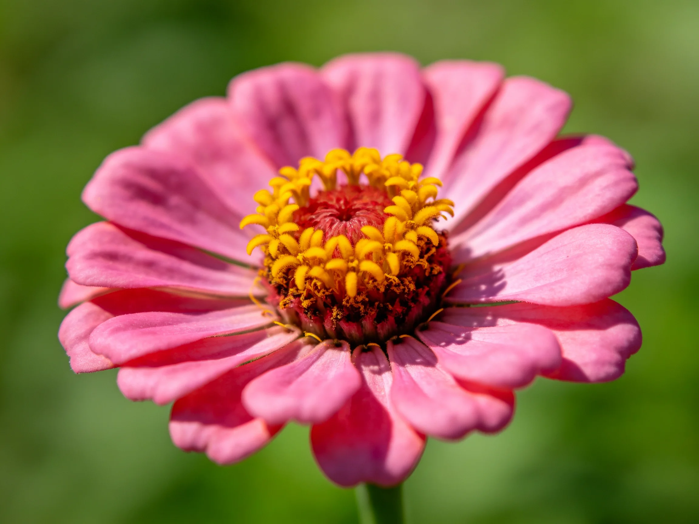 A vibrant pink zinnia with a golden-yellow central cluster