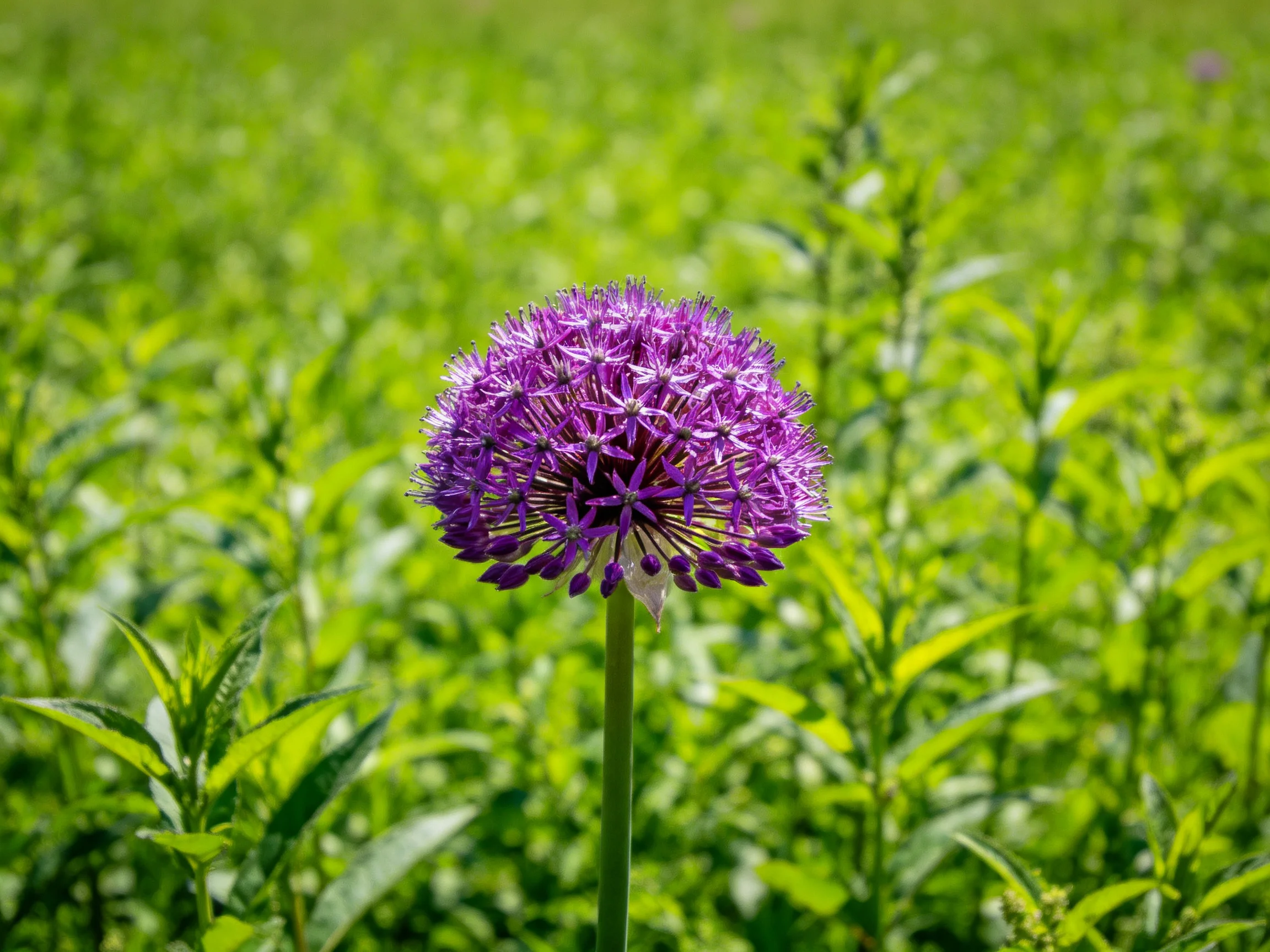 A vibrant purple allium blooms amidst lush green foliage