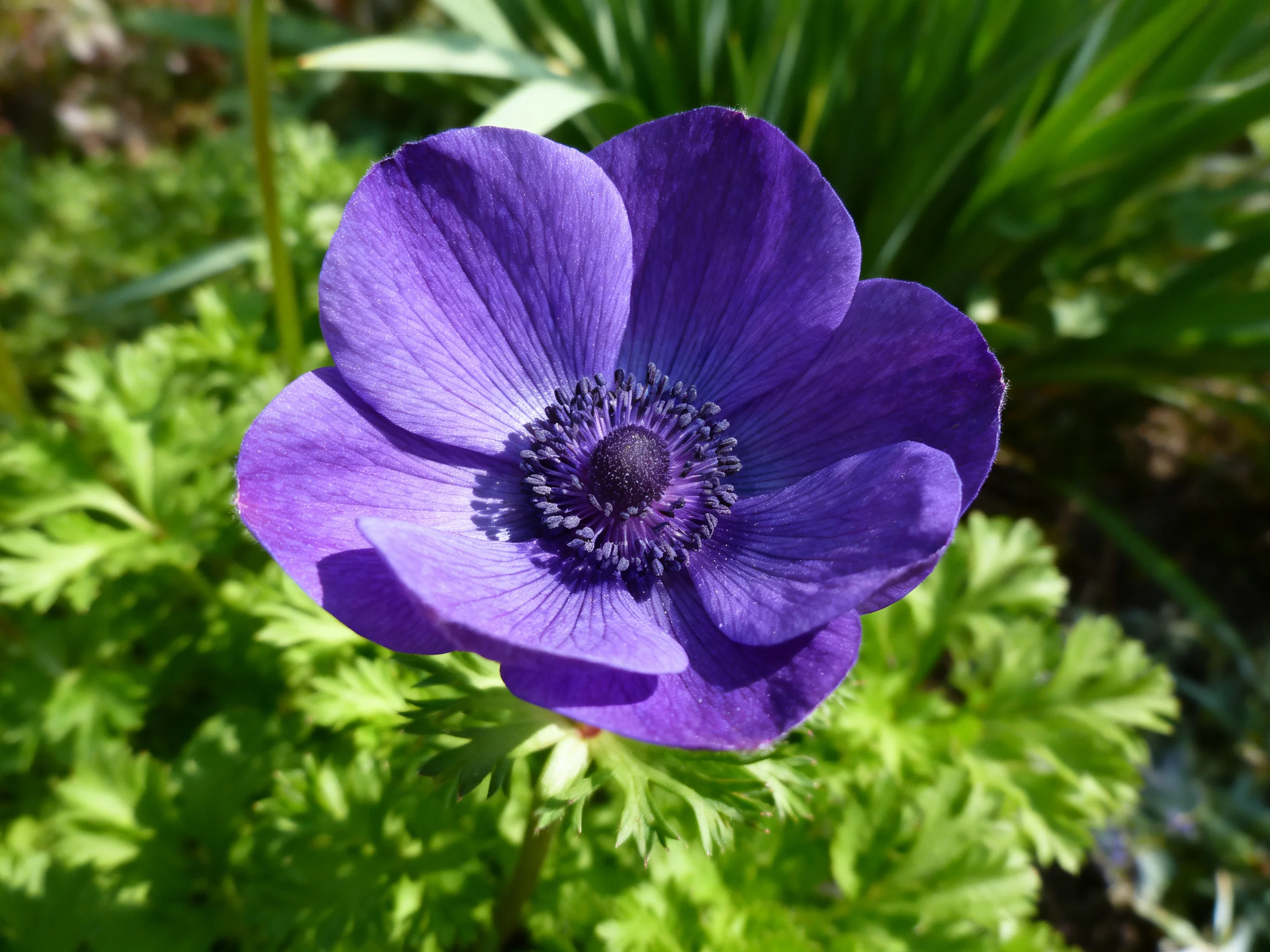 A vibrant purple anemone blooms amid lush green foliage