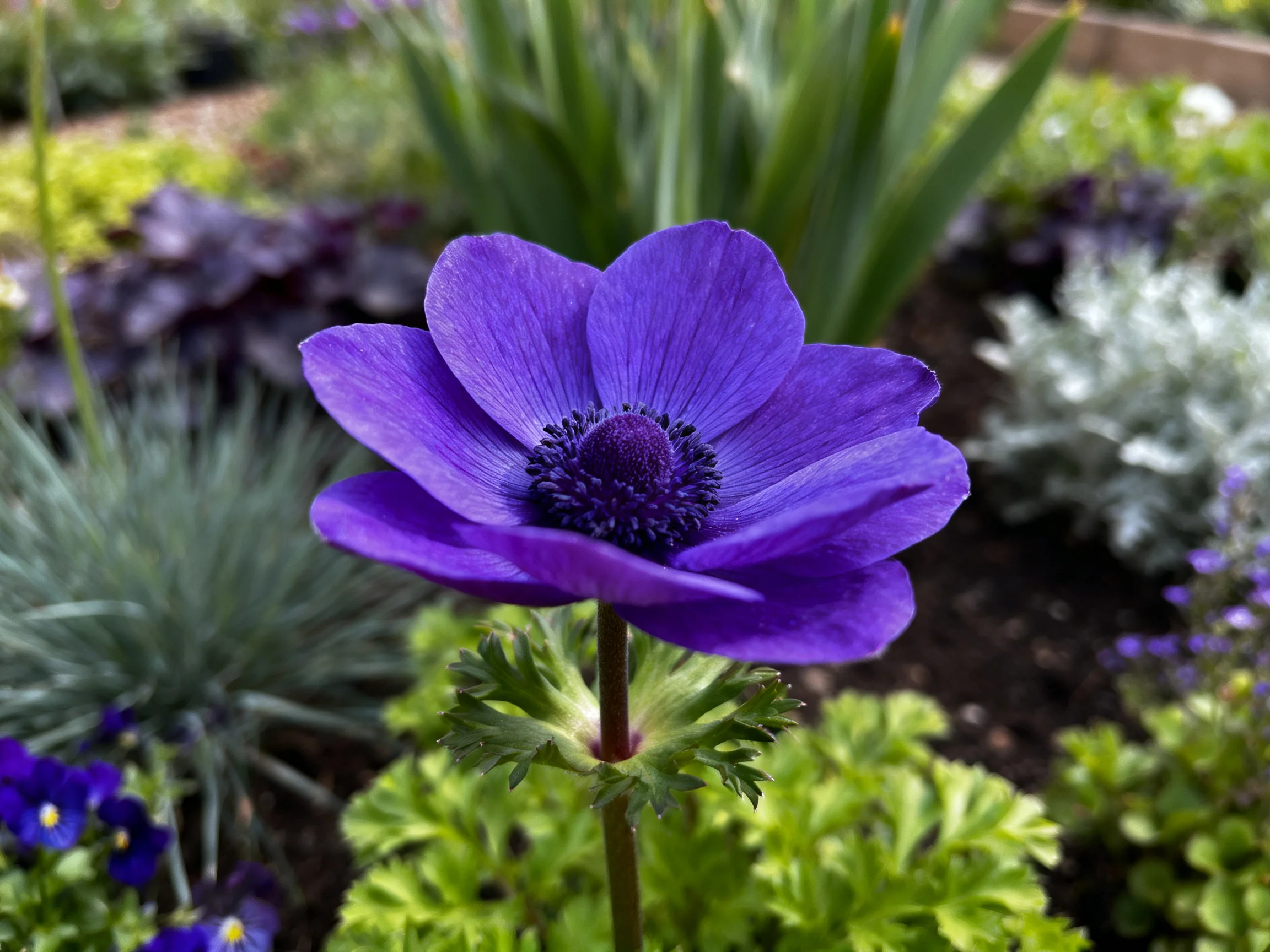 A vibrant purple anemone blooms among diverse garden plants