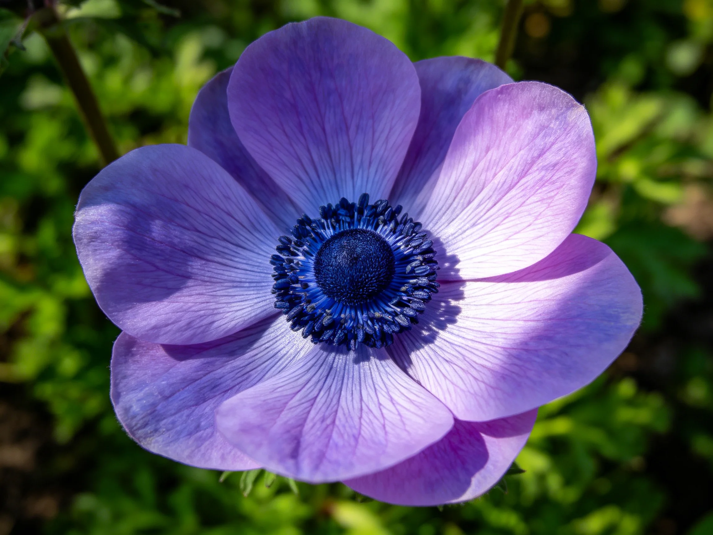 A vibrant purple anemone with a deep blue central disk