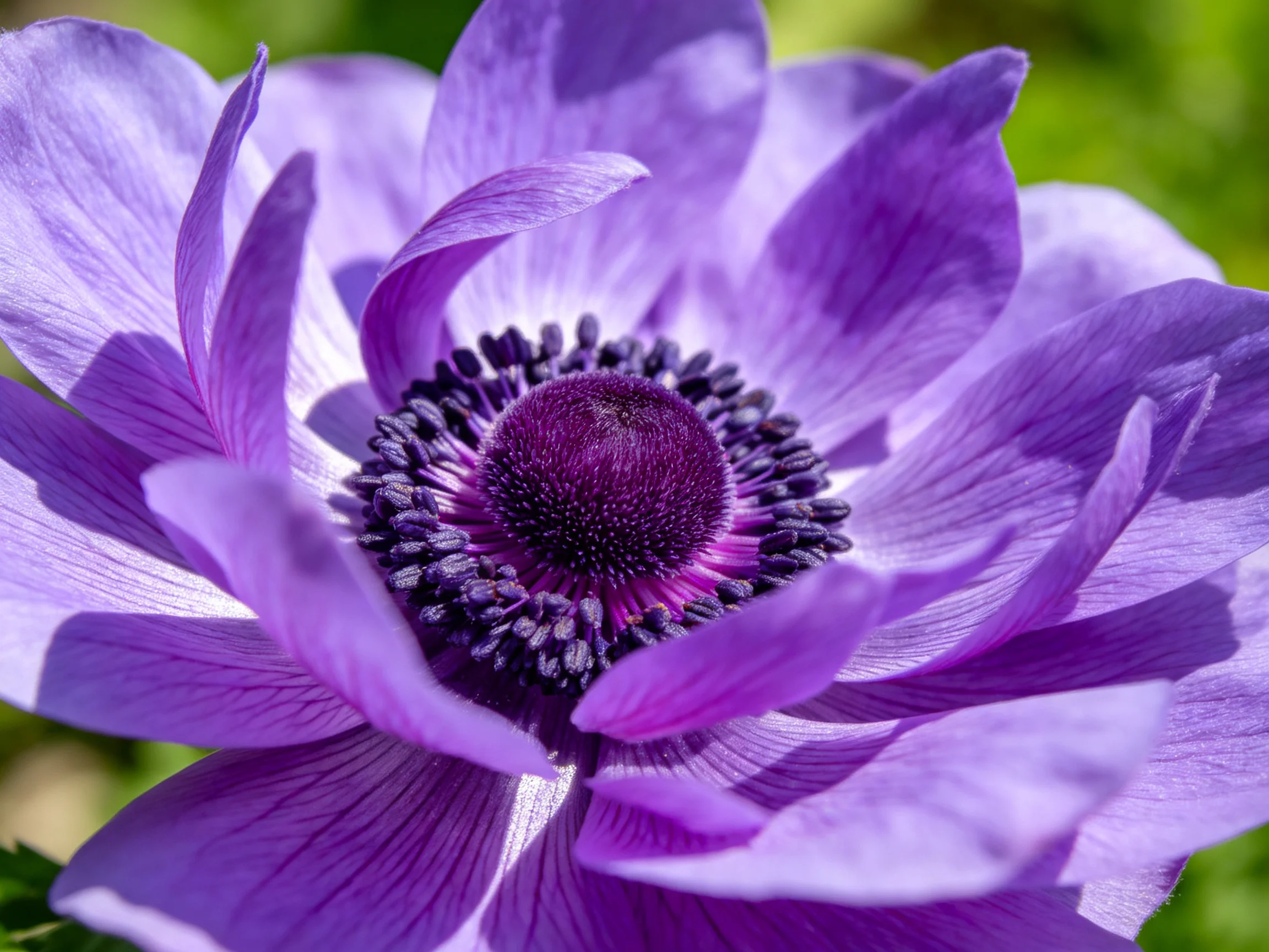 A vibrant purple anemone with layered petals and a dark central core