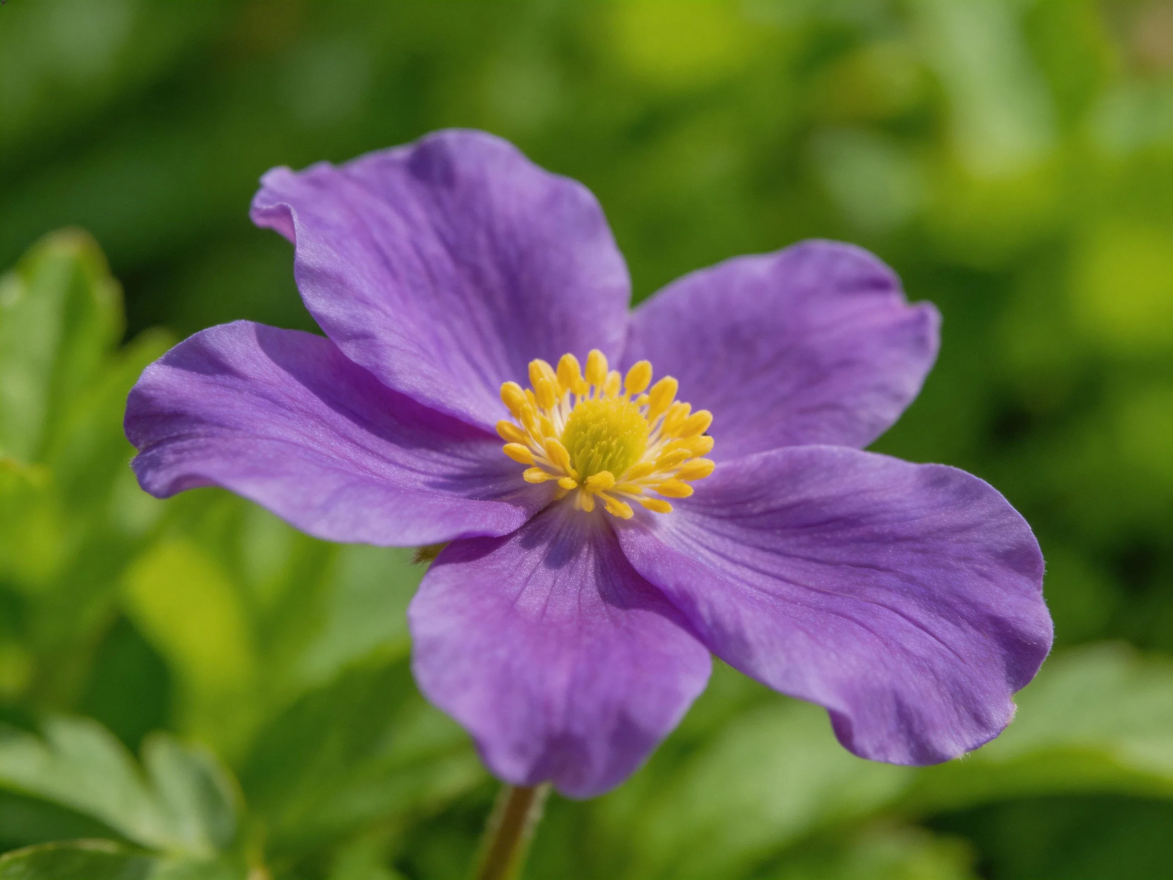 A vibrant purple anemone with yellow center amid green foliage